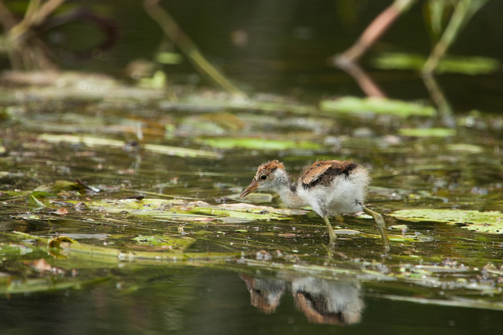 Comb-cretsed Jacana chick, Mount Borradale, Arnhemland, Northern Territory
