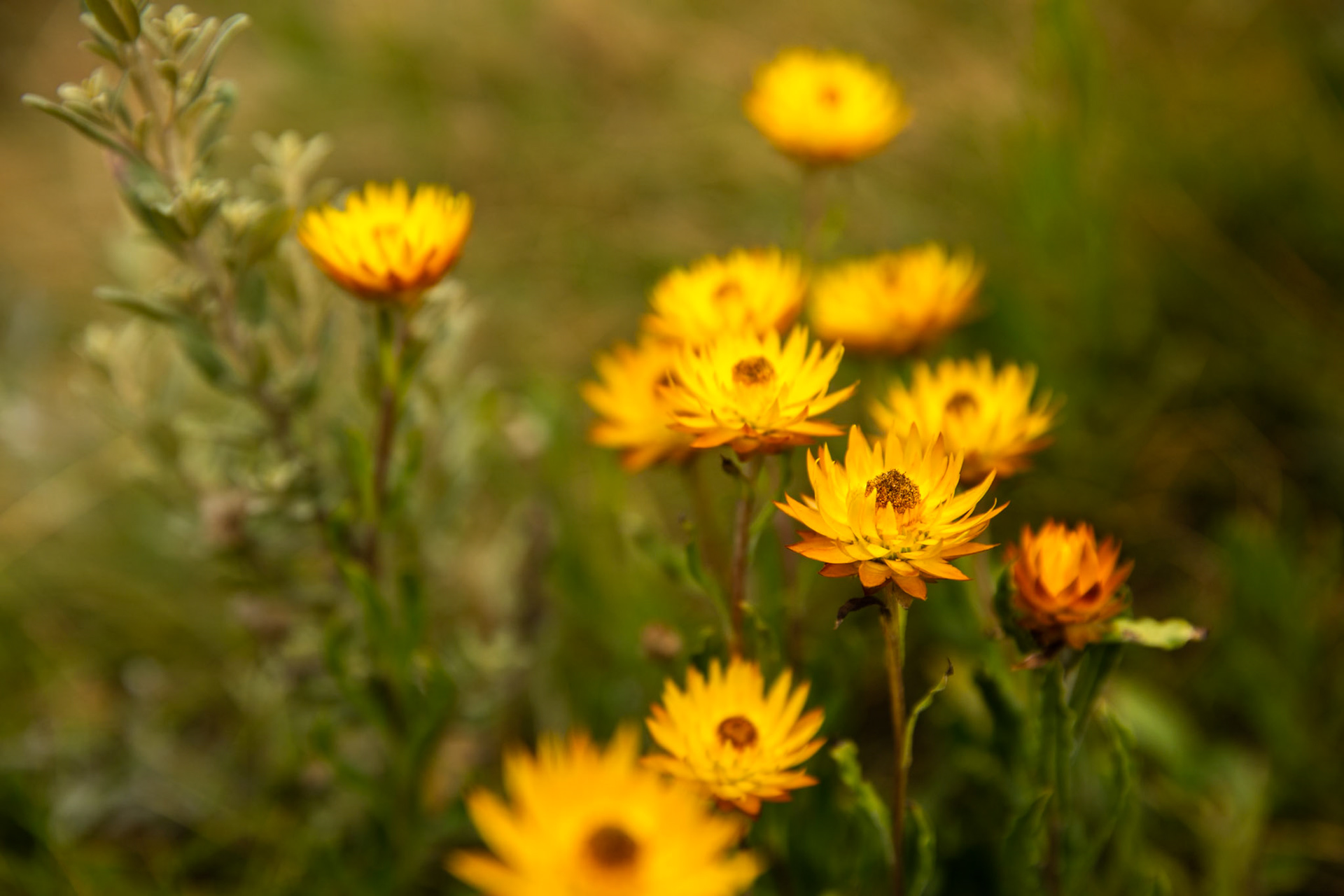 Thredbo to the cablecar and return, Mount Kosciuszko National Park, Snowy Mountains, New South Wales