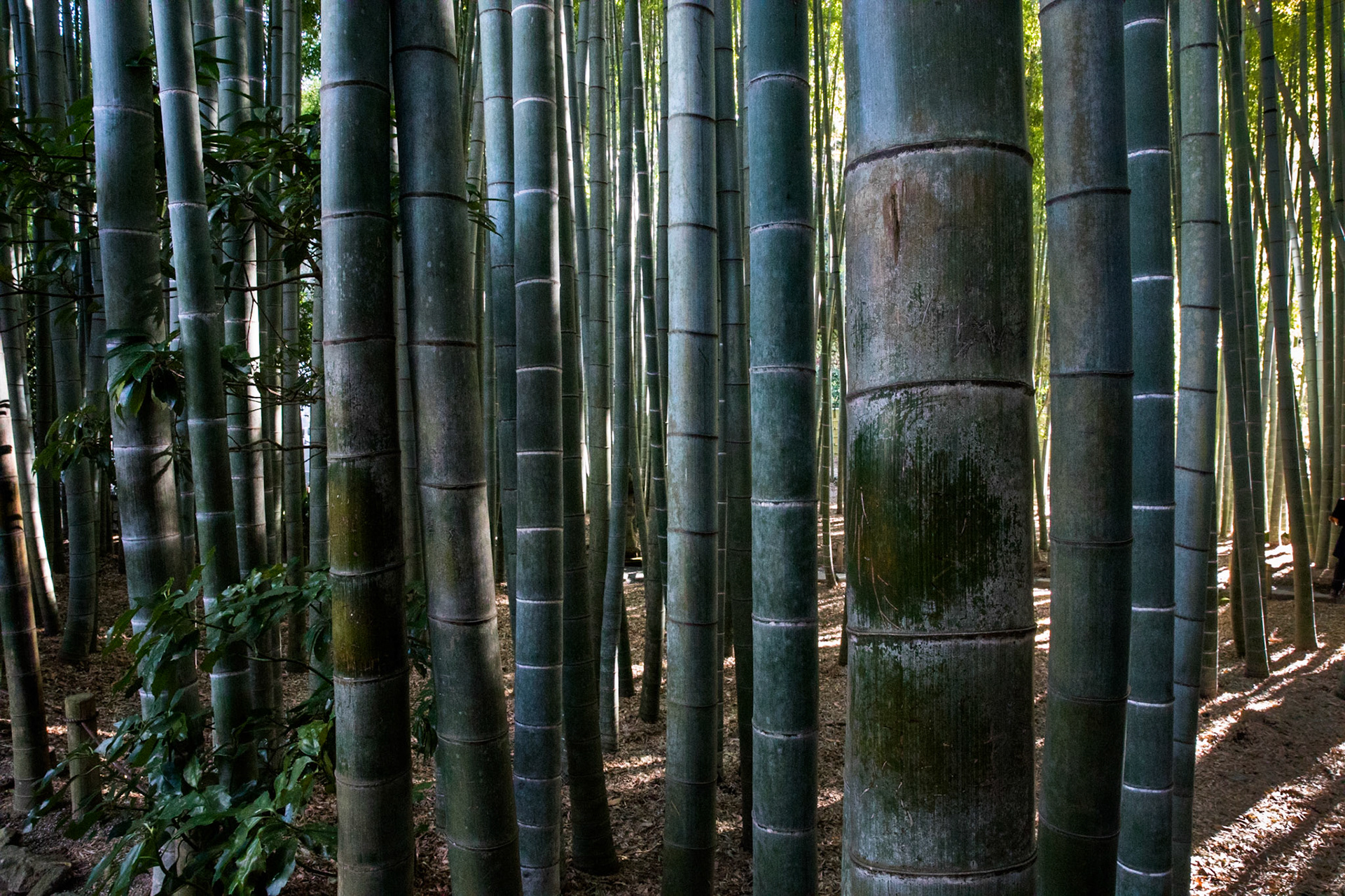 Hōkoku-ji, near Tokyo, Japan