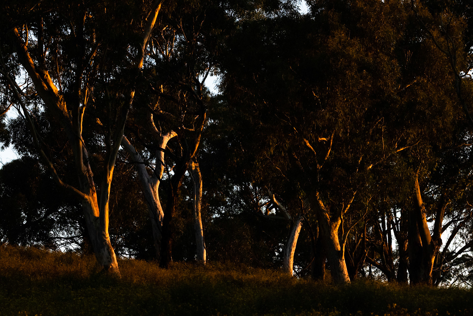 Turon Gates, New South Wales