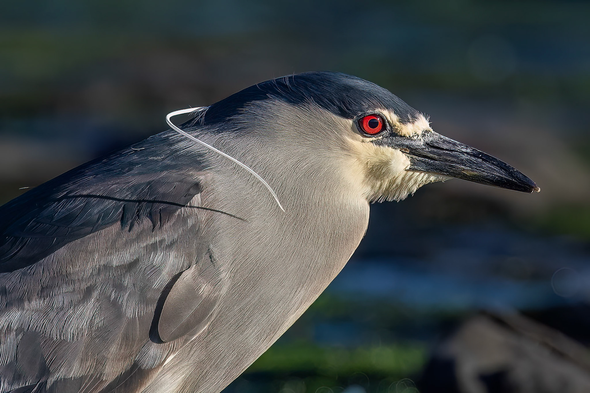 Black-crowned night heron, The Settlement, Saunders Island, Falkland Islands