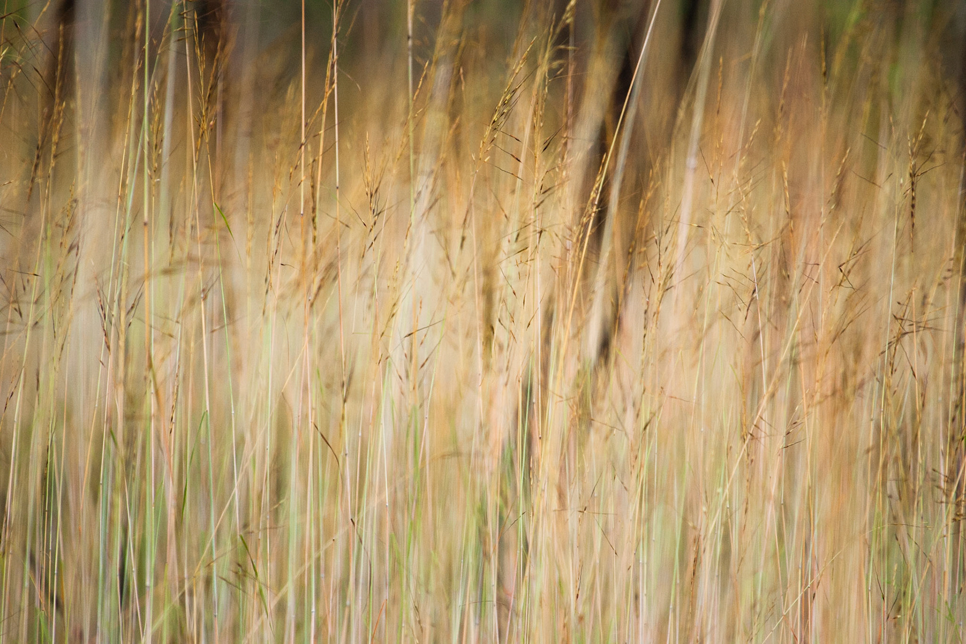 Grass, Cooinda, Kakadu, Northern Territory