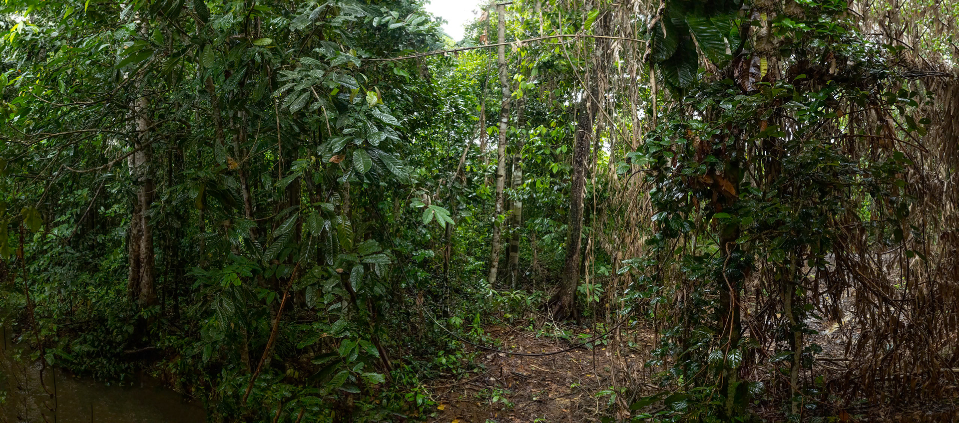Forest, Utan, Borneo