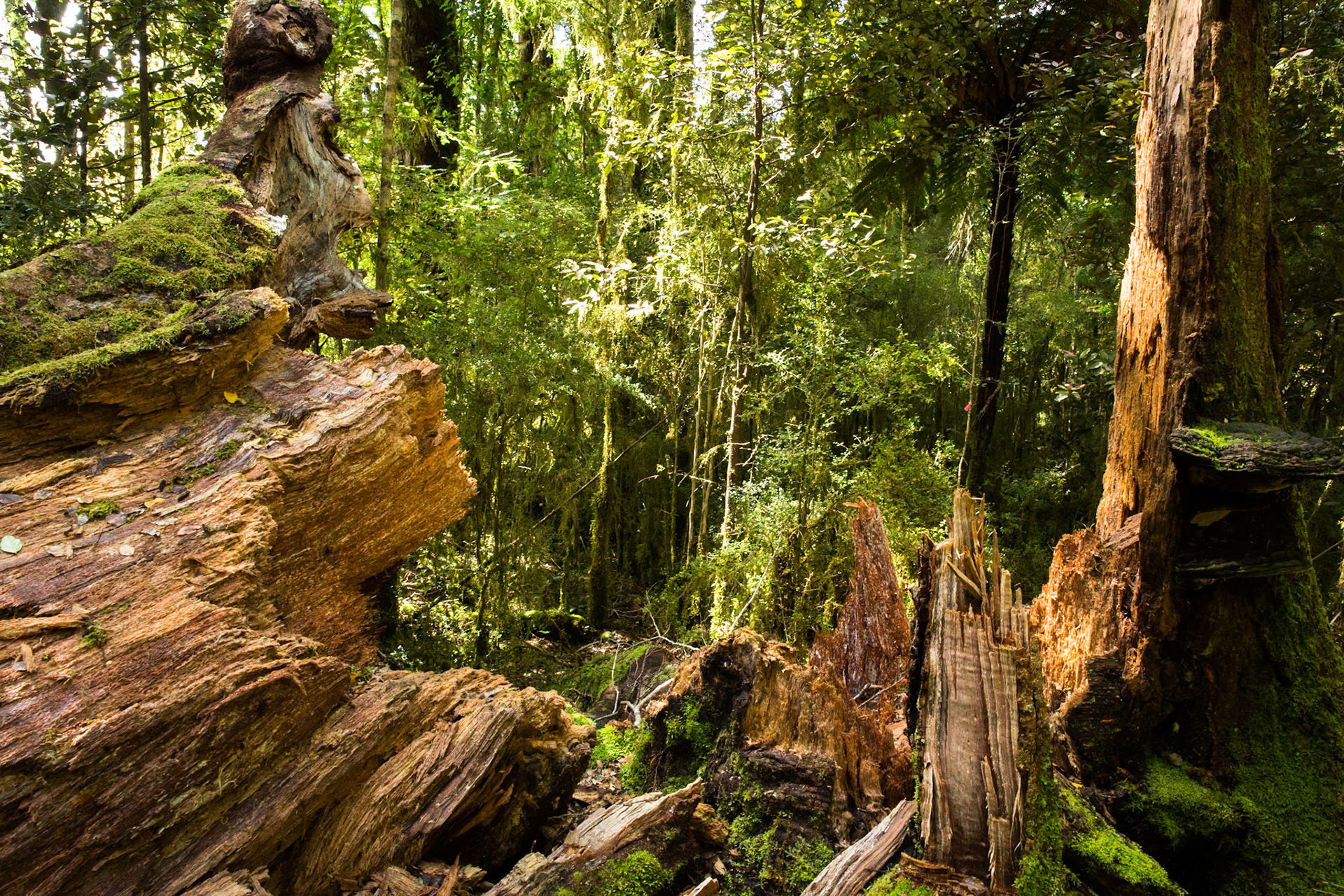 Hollyford Track to Pyke Lodge, New Zealand