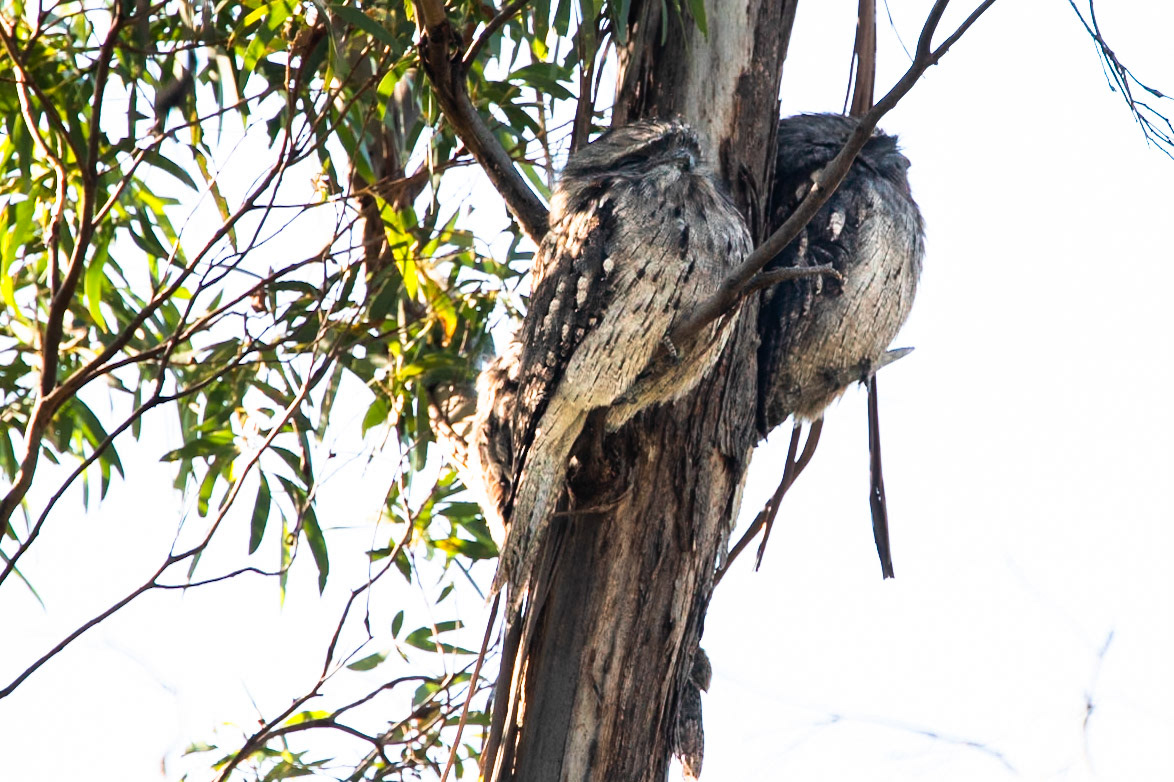 Tawny frogmouth, Peter Murrell Reserve, Hobart, Tasmania