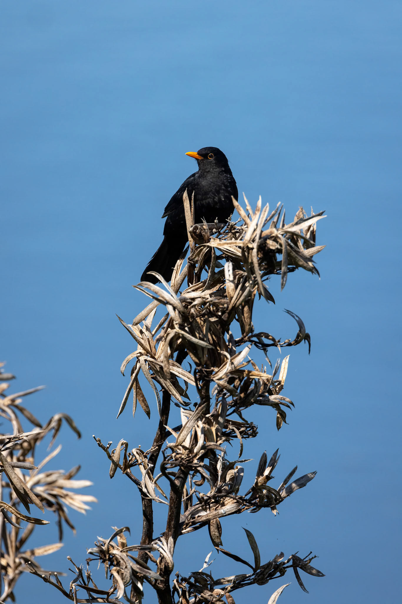 Eurasian blackbird, between Dunedin and Invercargill