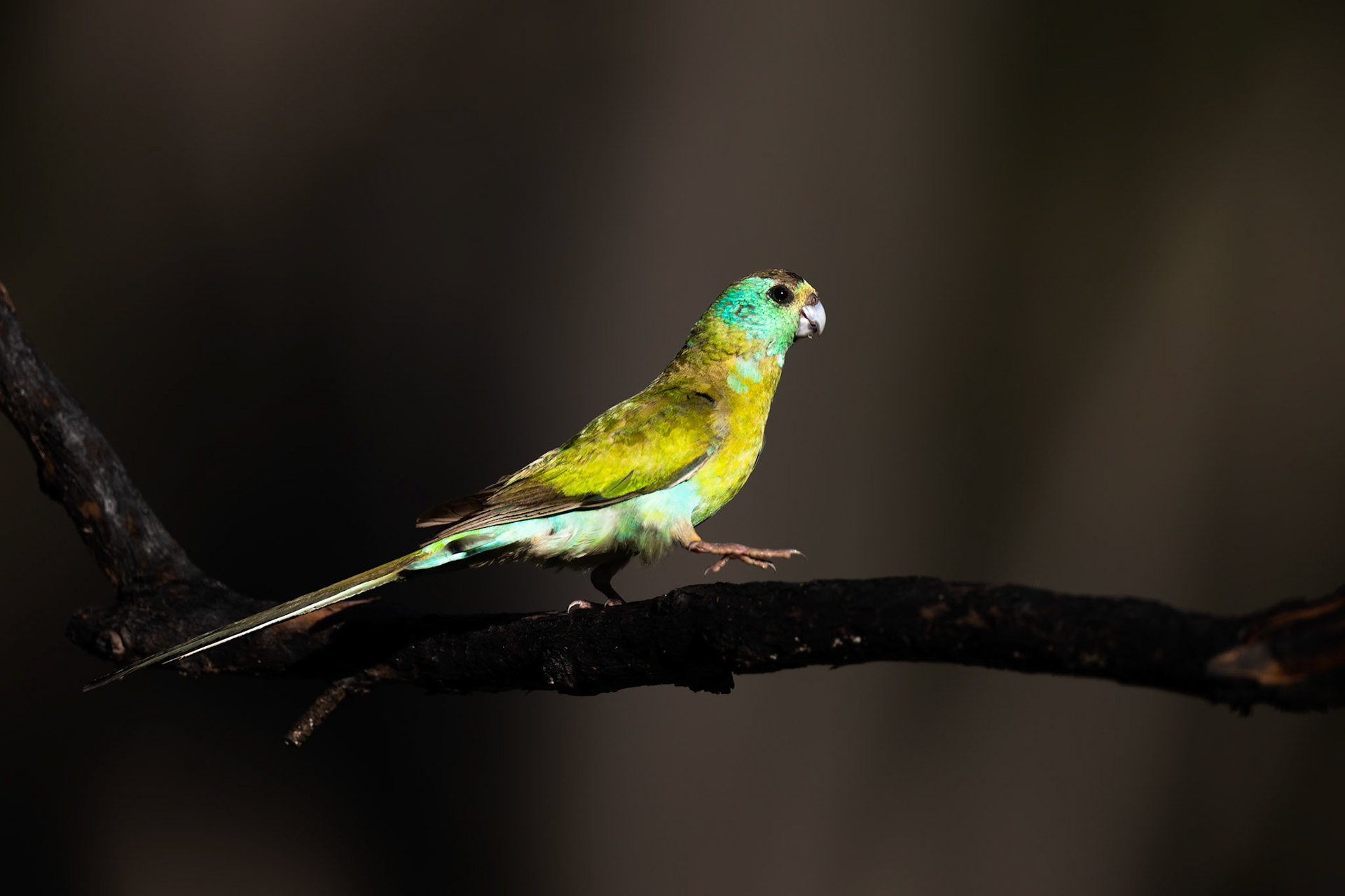 Golden-shouldered parrot, Artemis station, Musgrave, Cape York Penninsula, Queensland