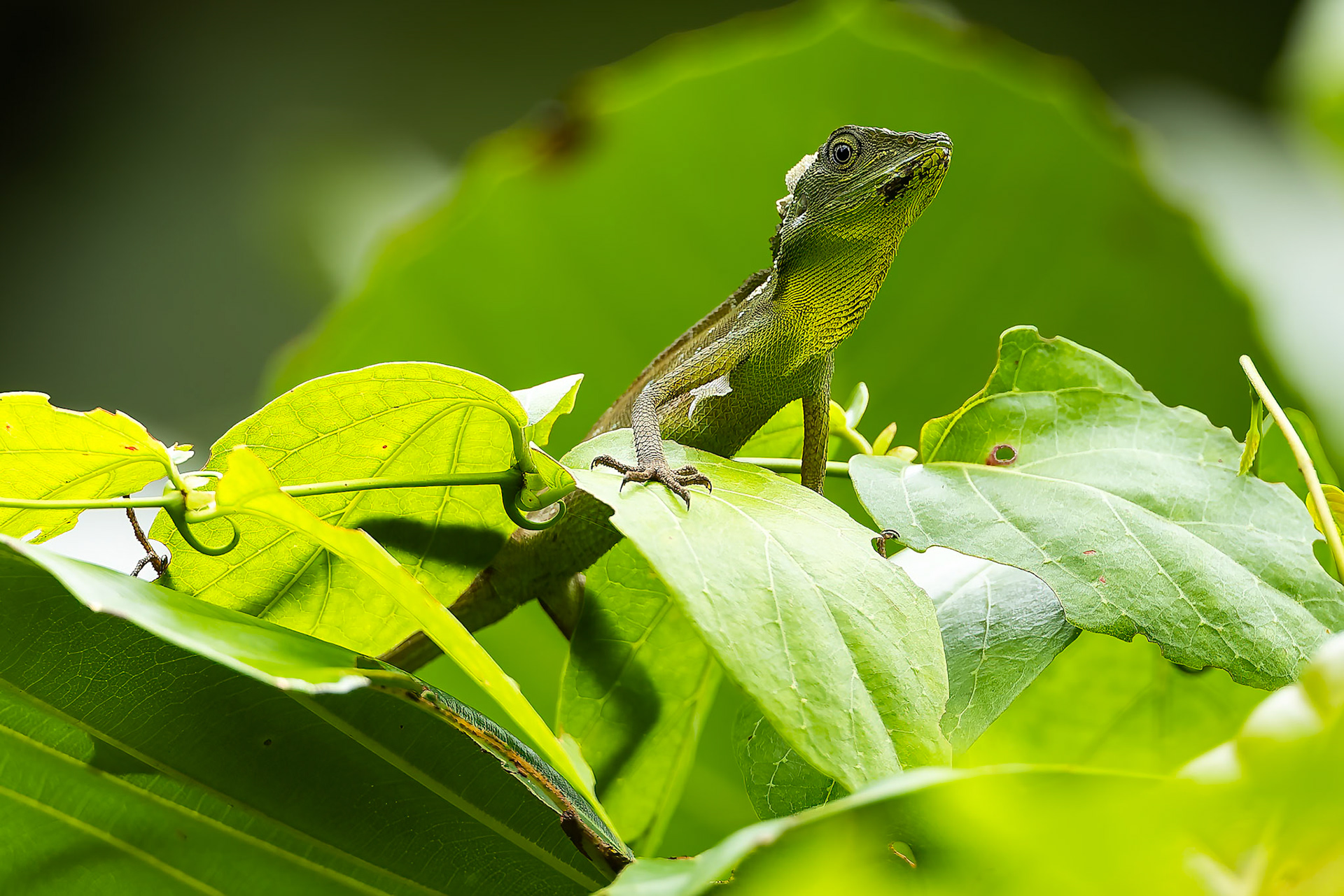 Green-crested lizard, Utan, Borneo