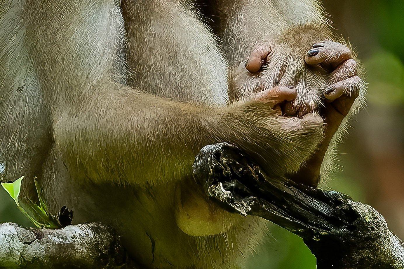 Pig-tail macaque, Sepilok, Borneo