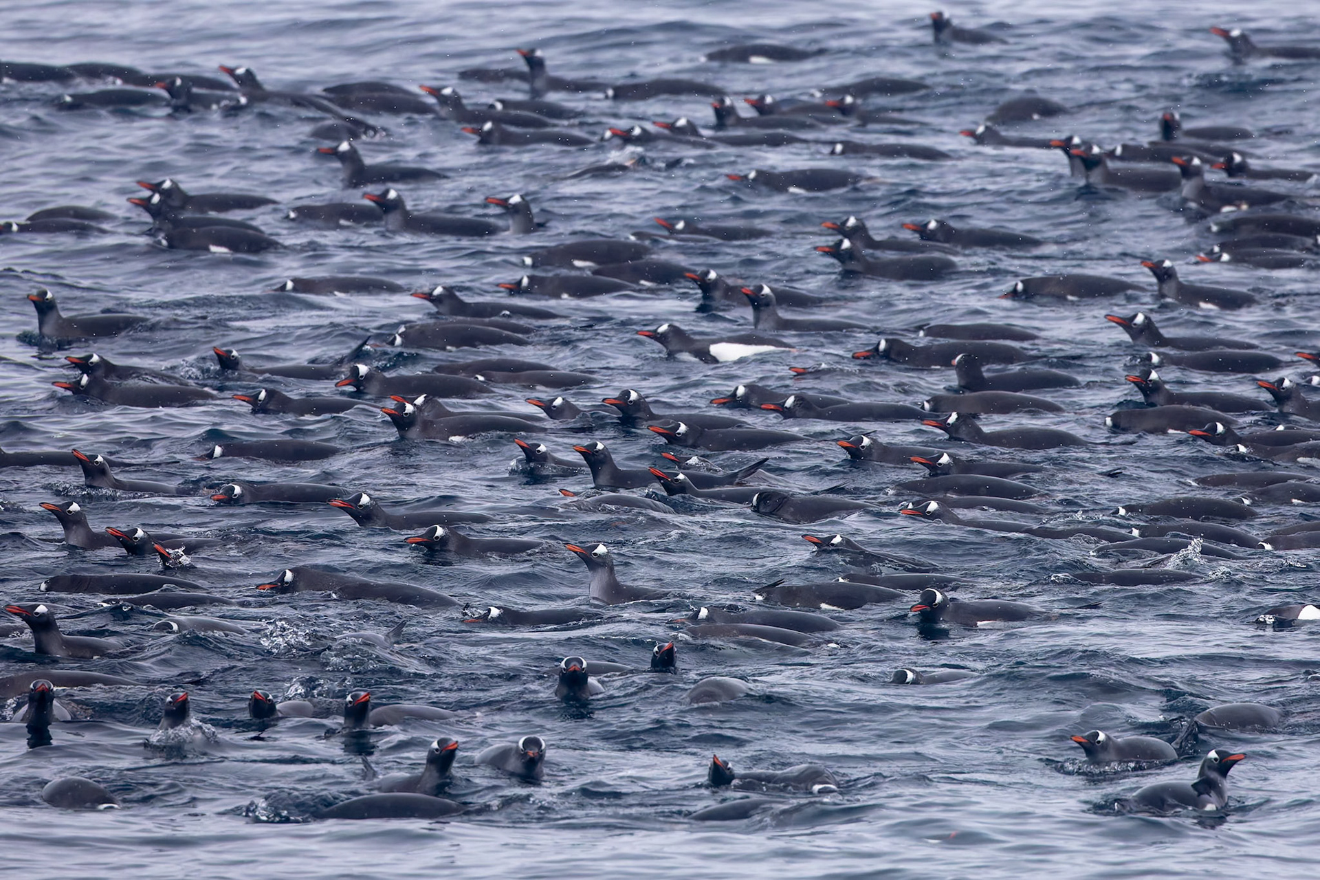 Gentoo penguin, Danko Island, Antarctica