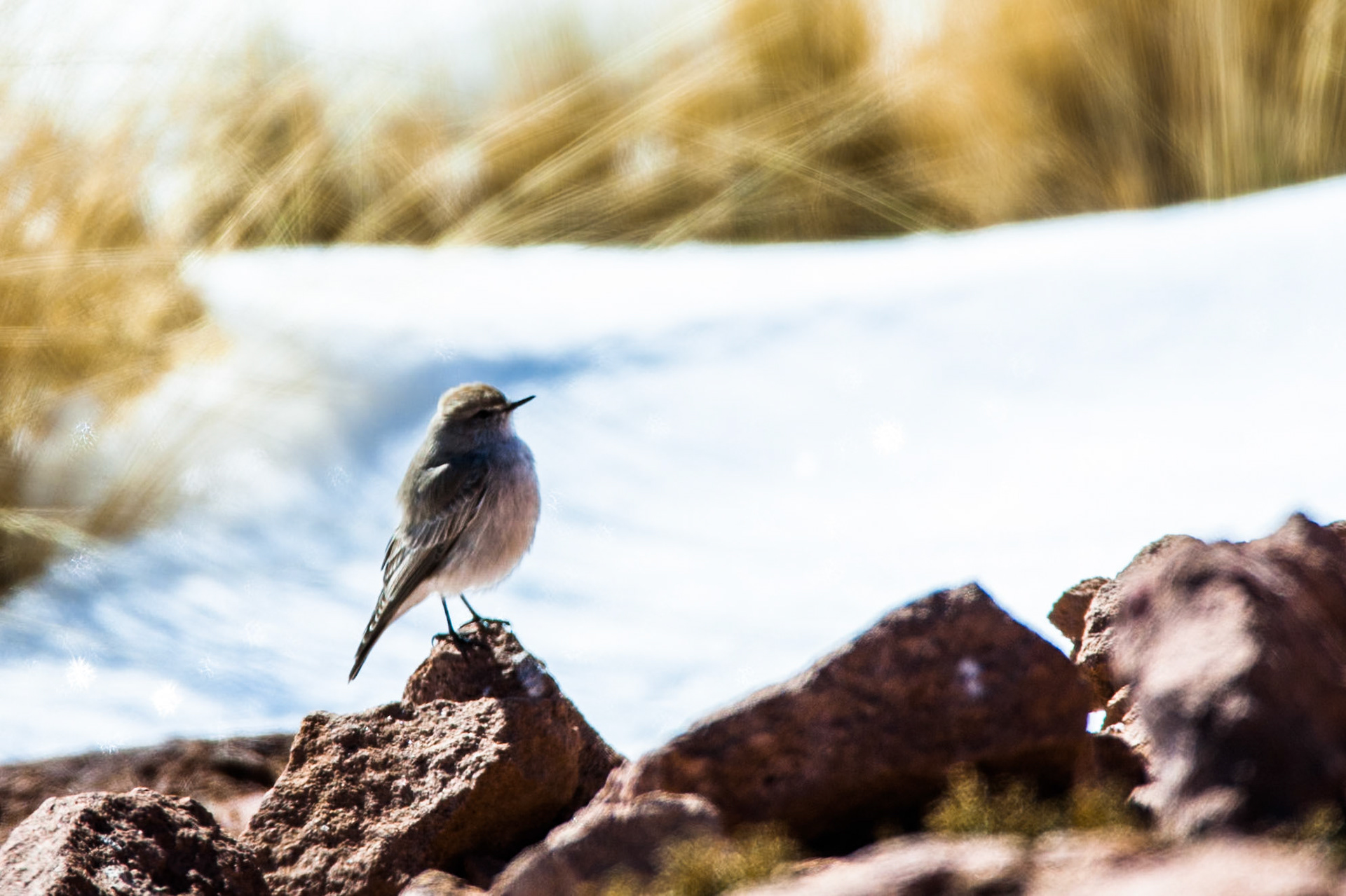 Altiplano wetlands, Atacama, Chile