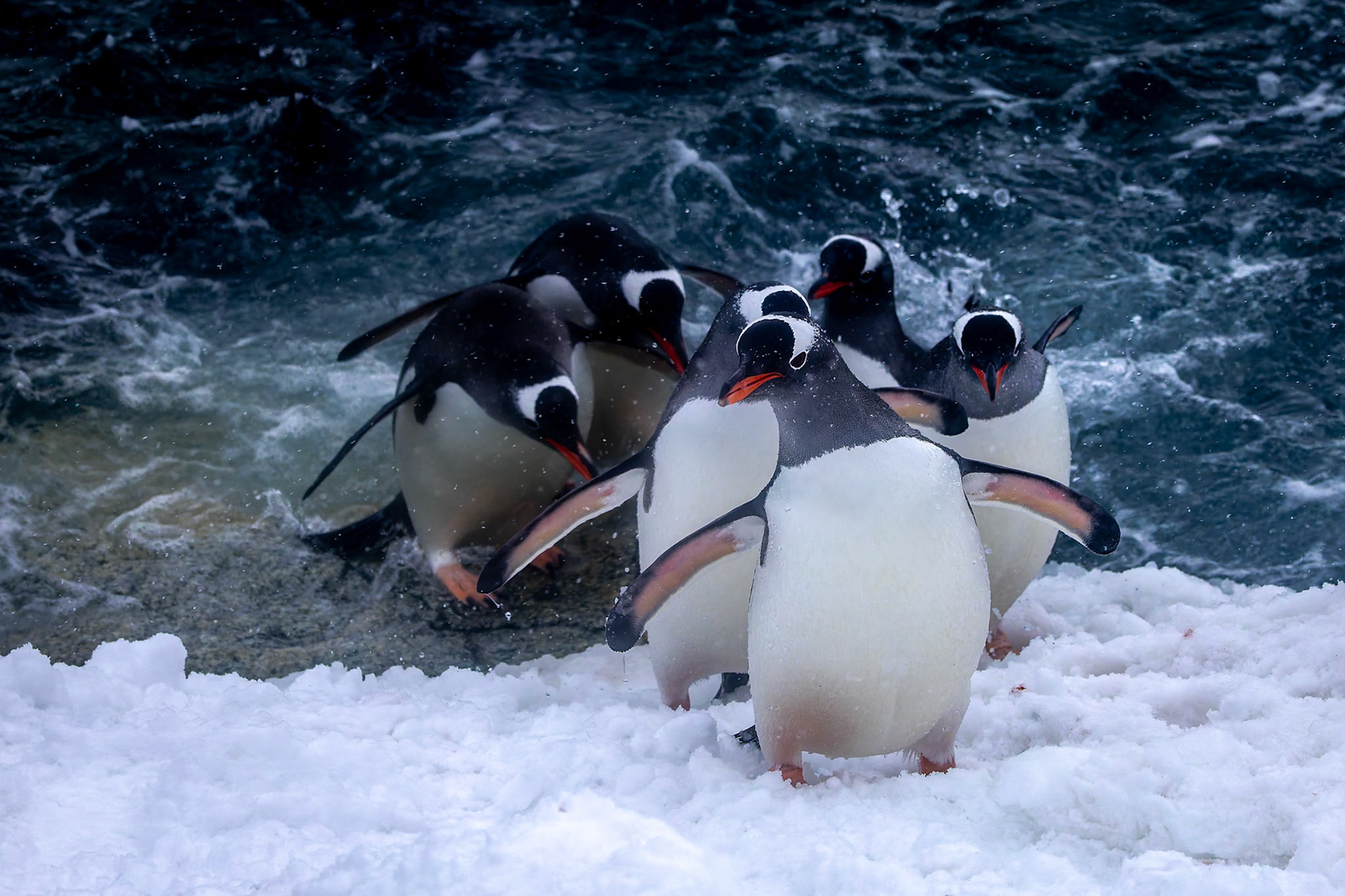 Gentoo penguin, Danko Island, Antarctica