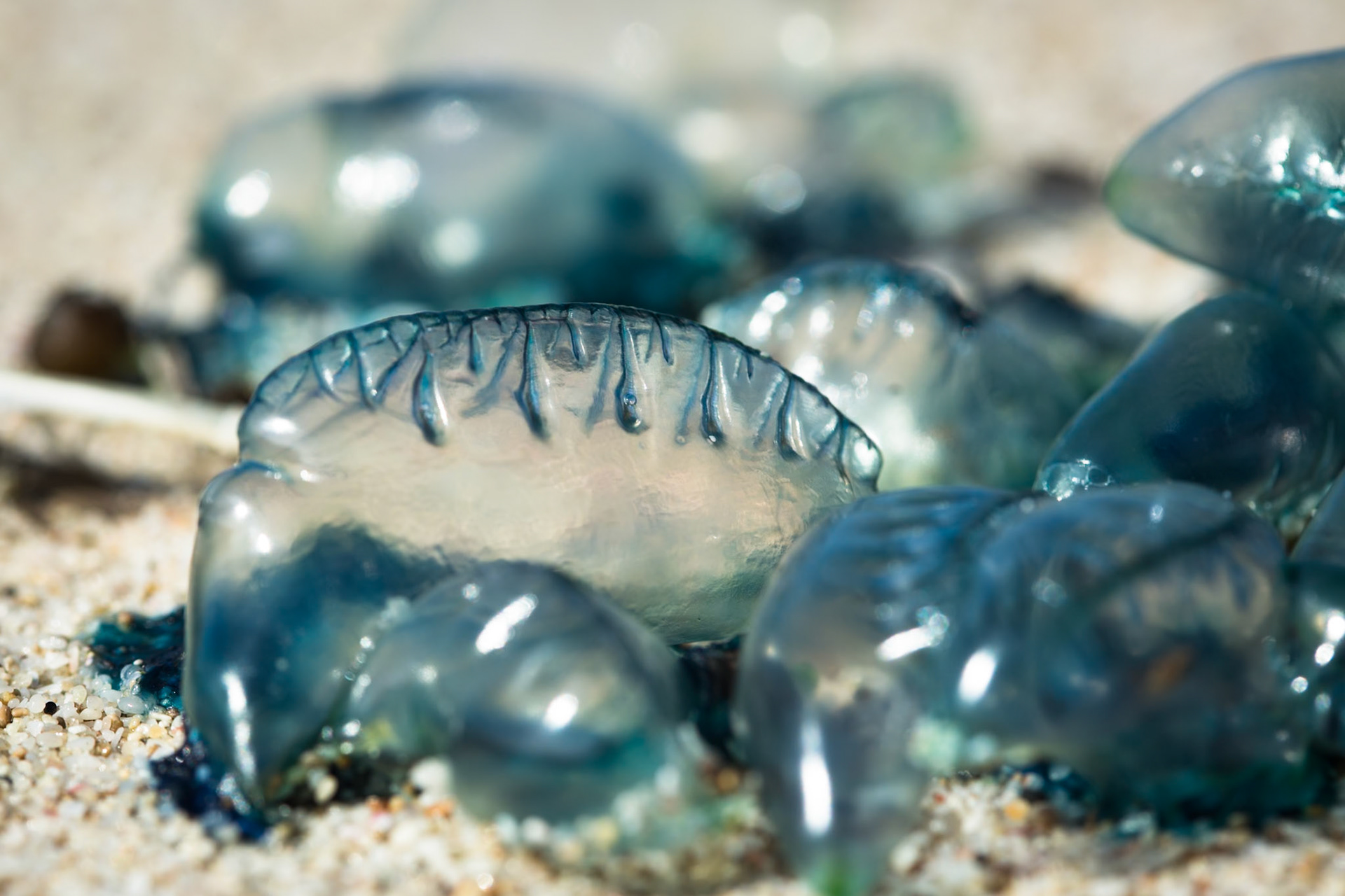 Stranded blue bottles on the beach at koppie Alleen, De Hoop