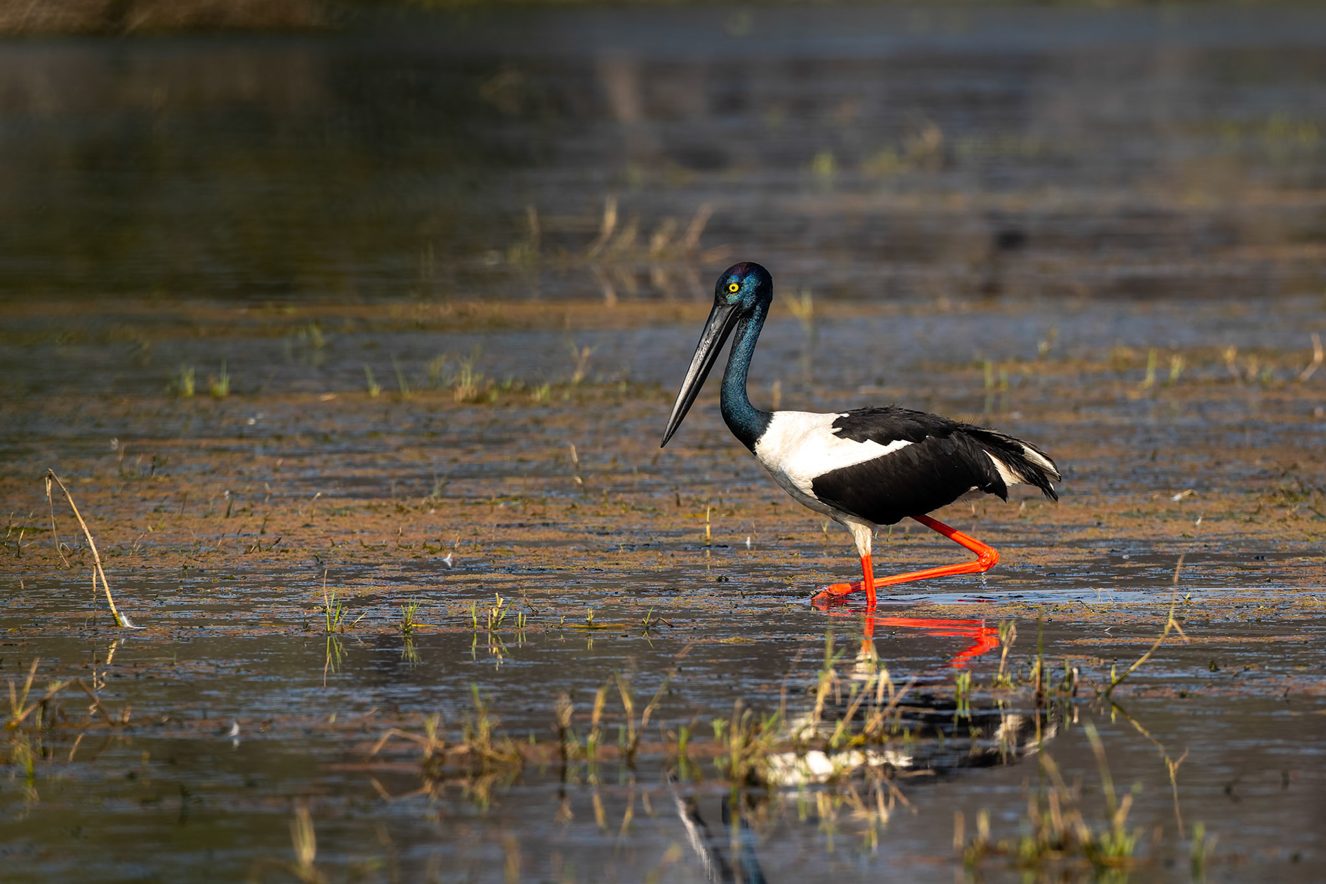 Black-necked stork, Keoladeo National Park, Bharatpur