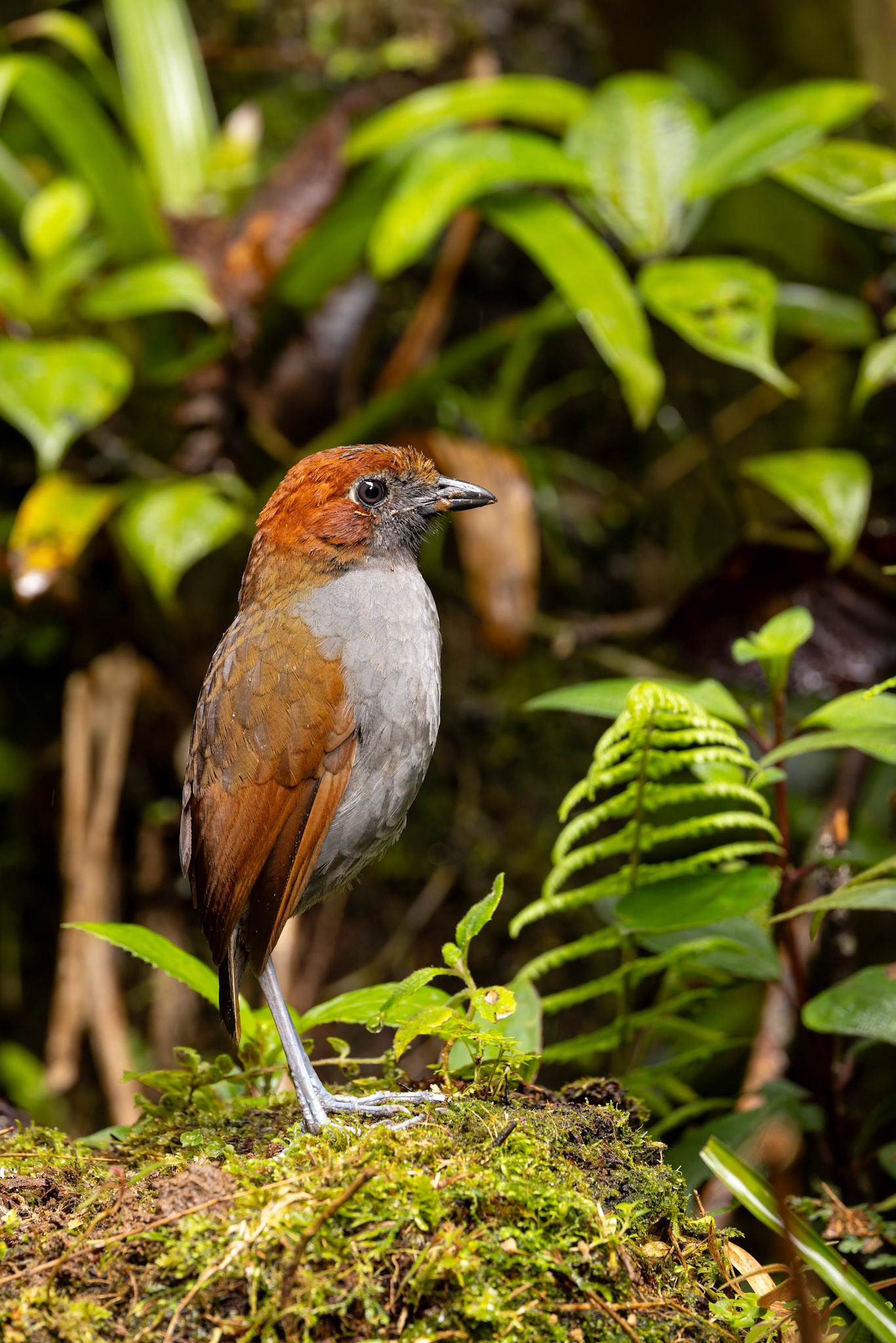 Chestnut-naped antpitta, Casa Simpson Lodge, Tapilchalaca, Ecuador