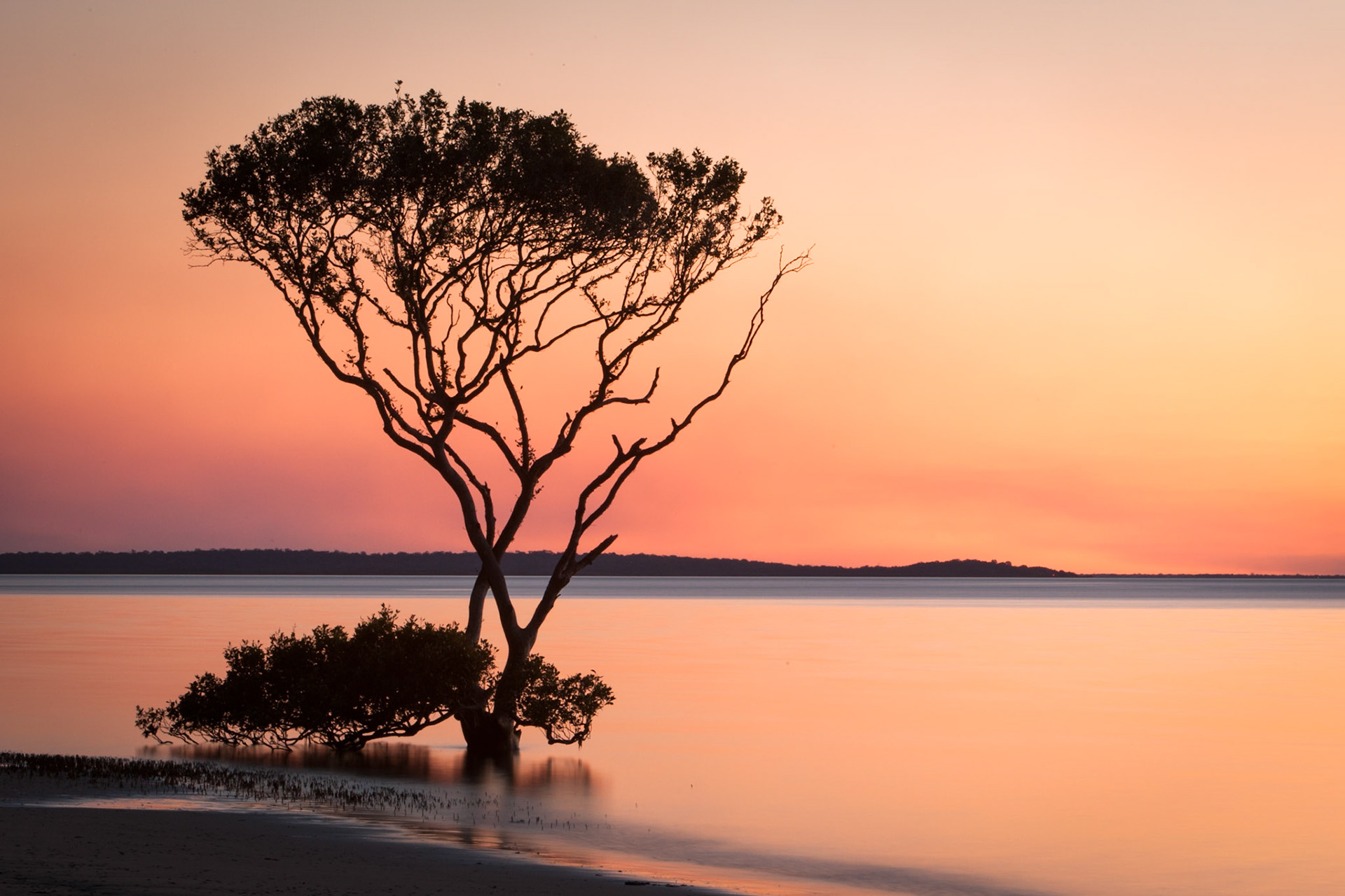 Mangrove tree at sunset- silouette, Fraser Island, Queensland