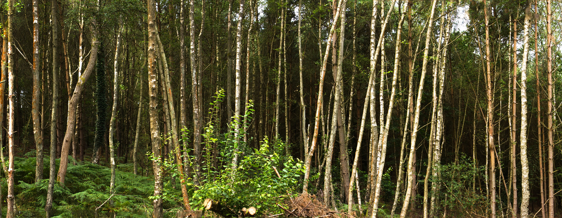 Forest panorama. Peaslake is in the centre of the Surrey Hills area, close to the market town of Guildford, England.