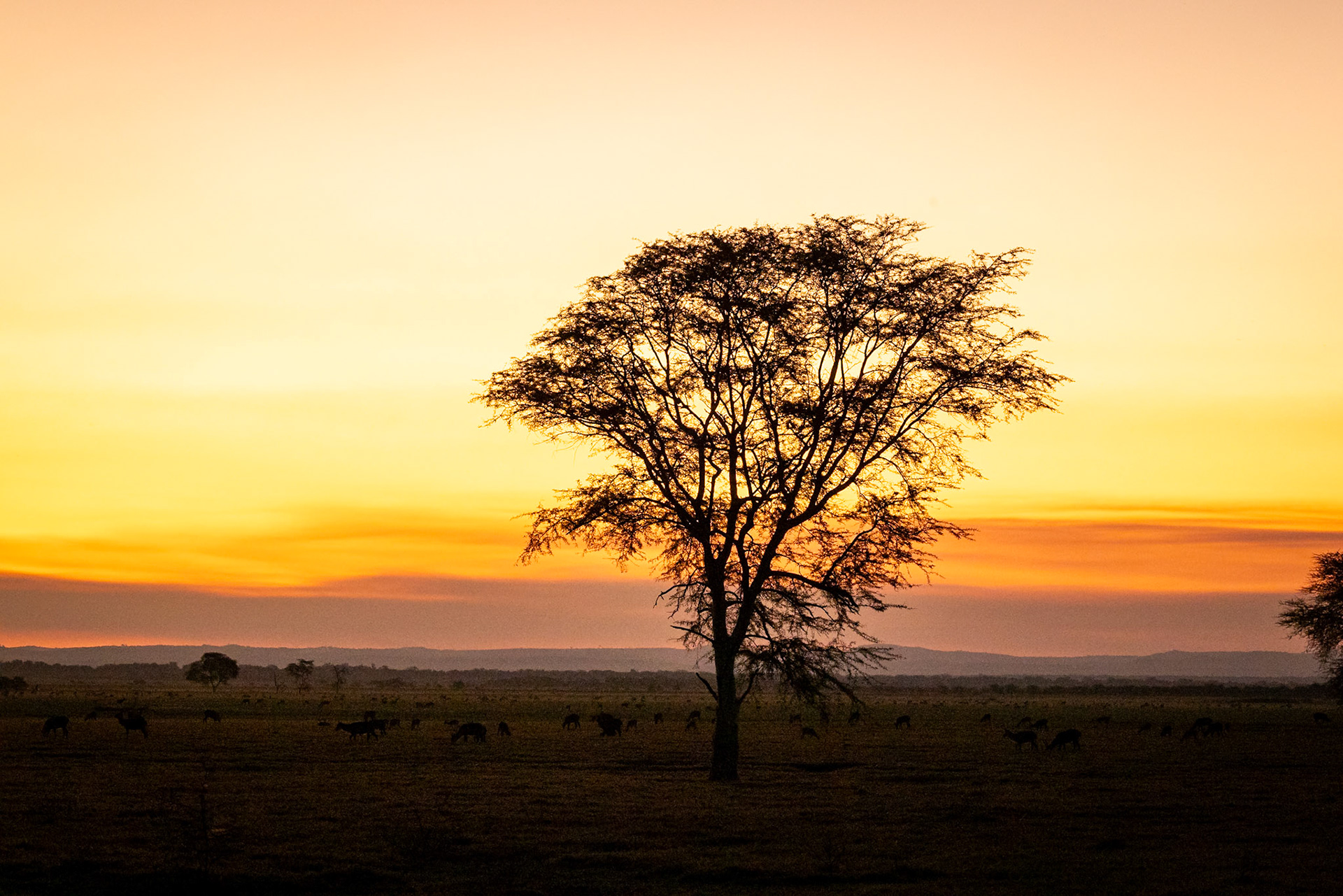 Landscape, Gorongosa, Mozambique