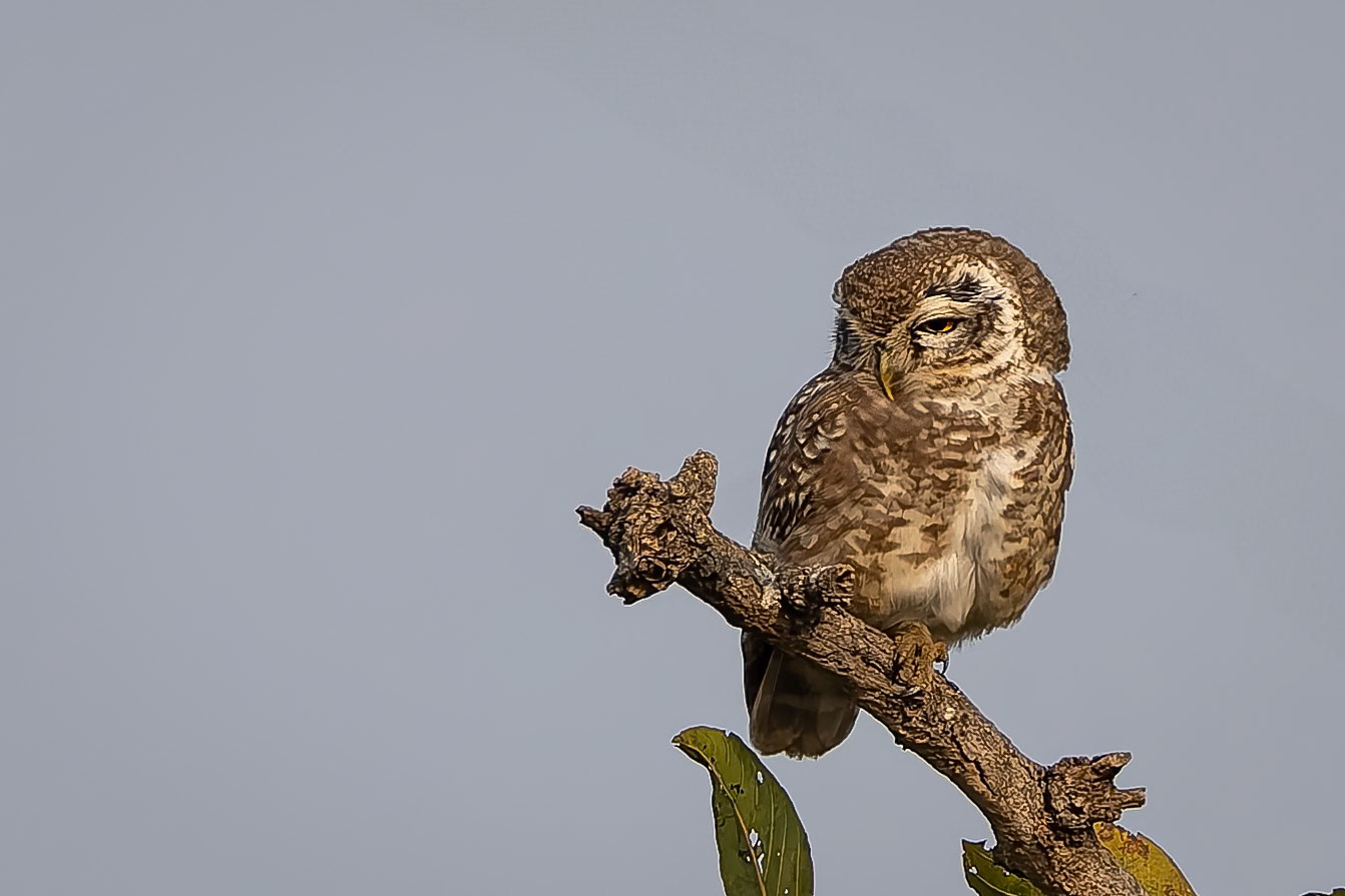 Spotted owlet, Khana, India