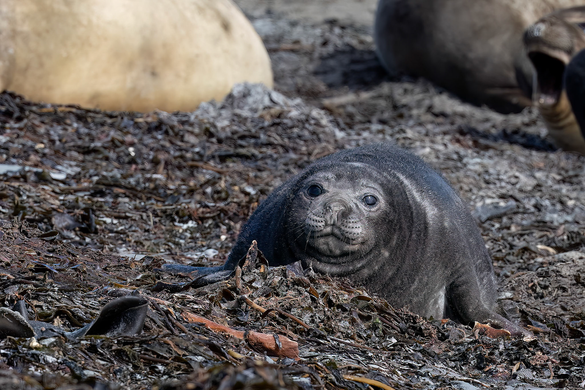 Southern elephant seal, Whale Point, Stanley, Falkland Islands