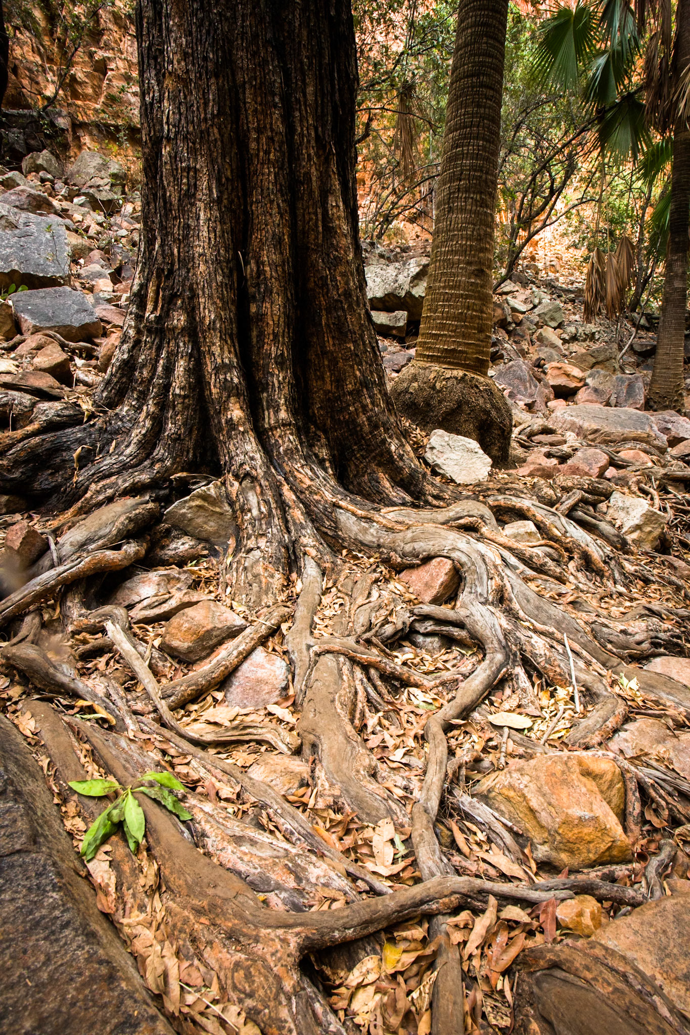 El Questro Gorge, El Questro Wilderness Park, The Kimberly, Western Australia