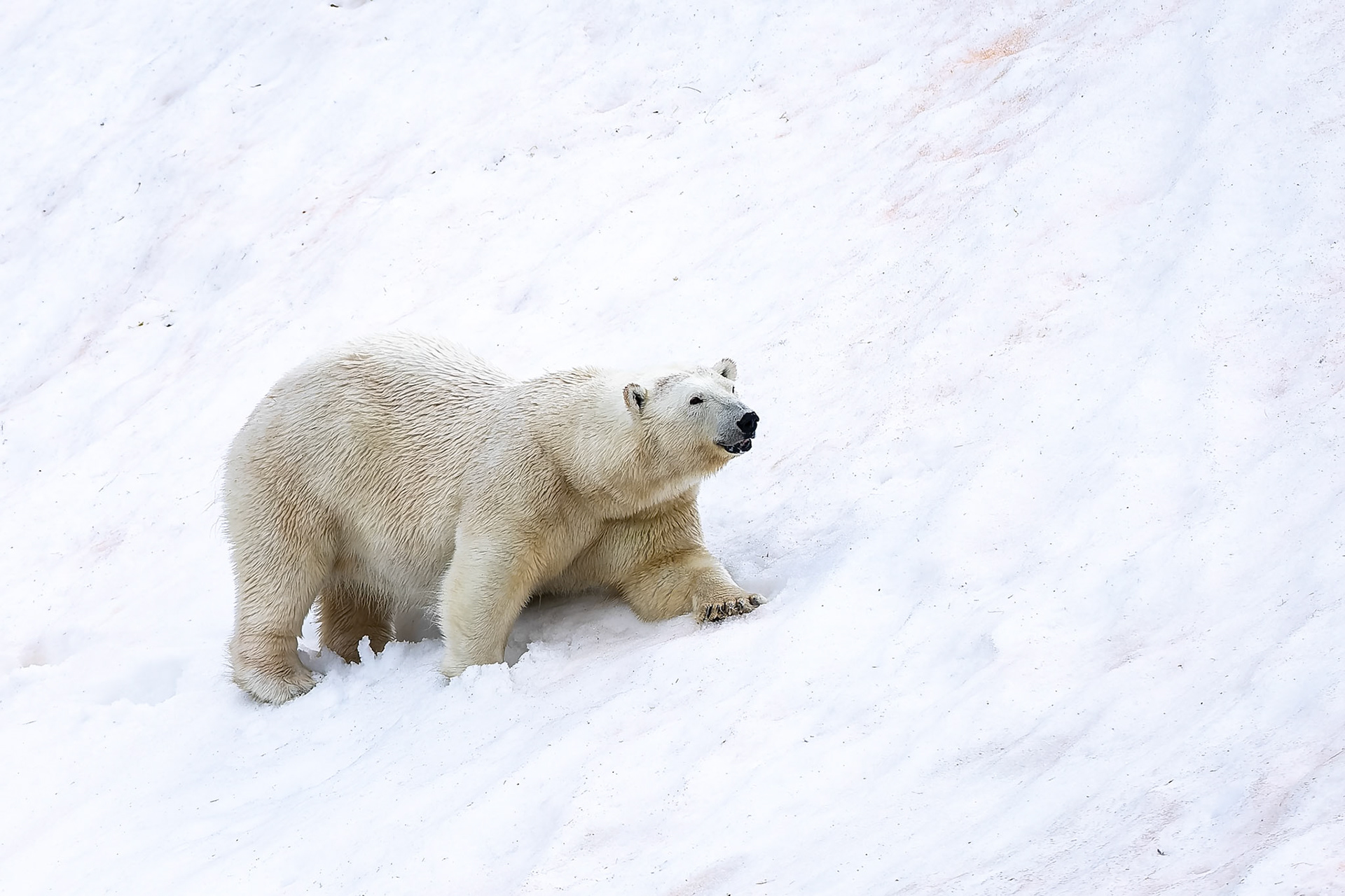 Polar bear, Hamiptonbukka, Svalbard, Norway