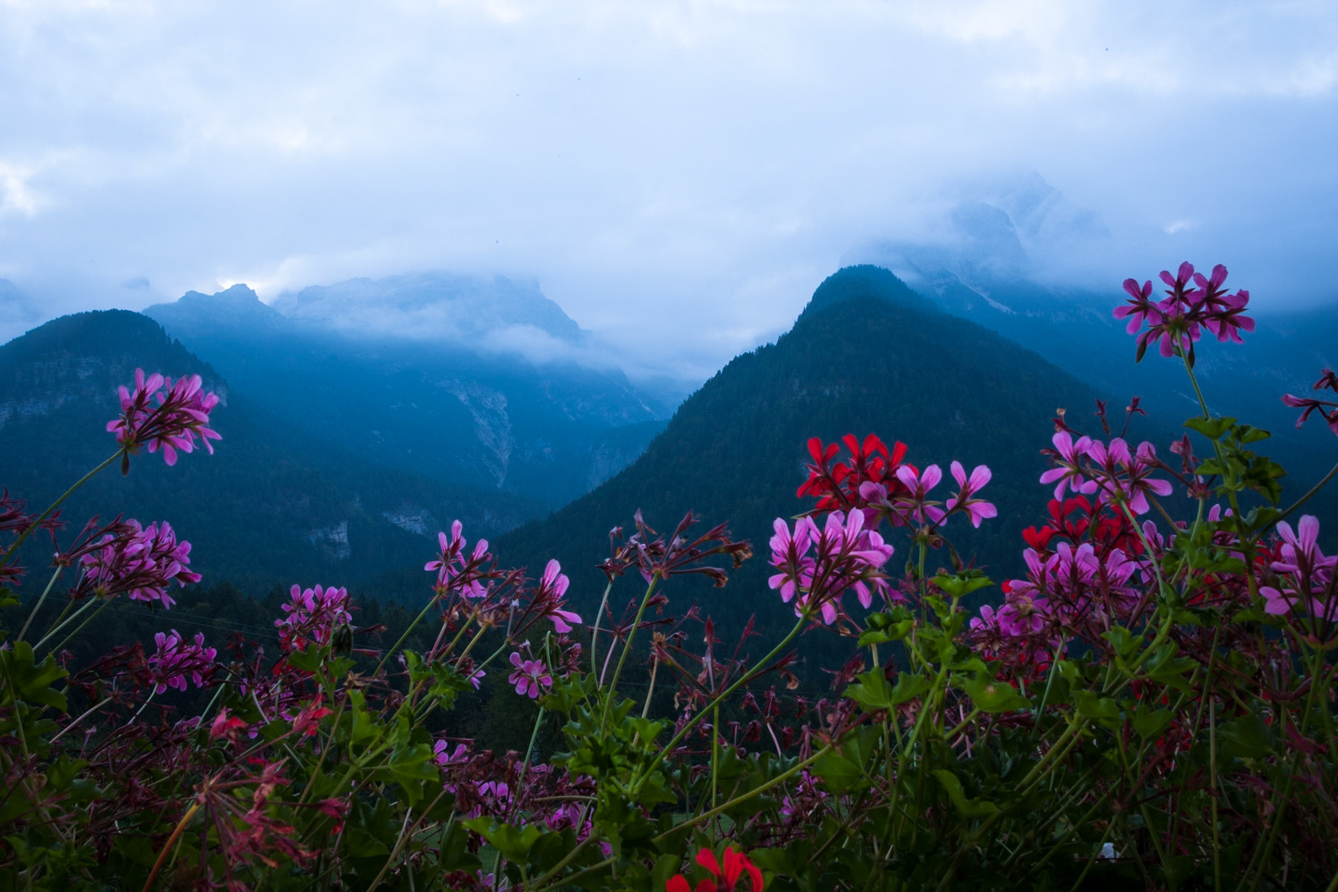 Geraniums and Dolomite peaks and mist, Madonna di Campiglio.