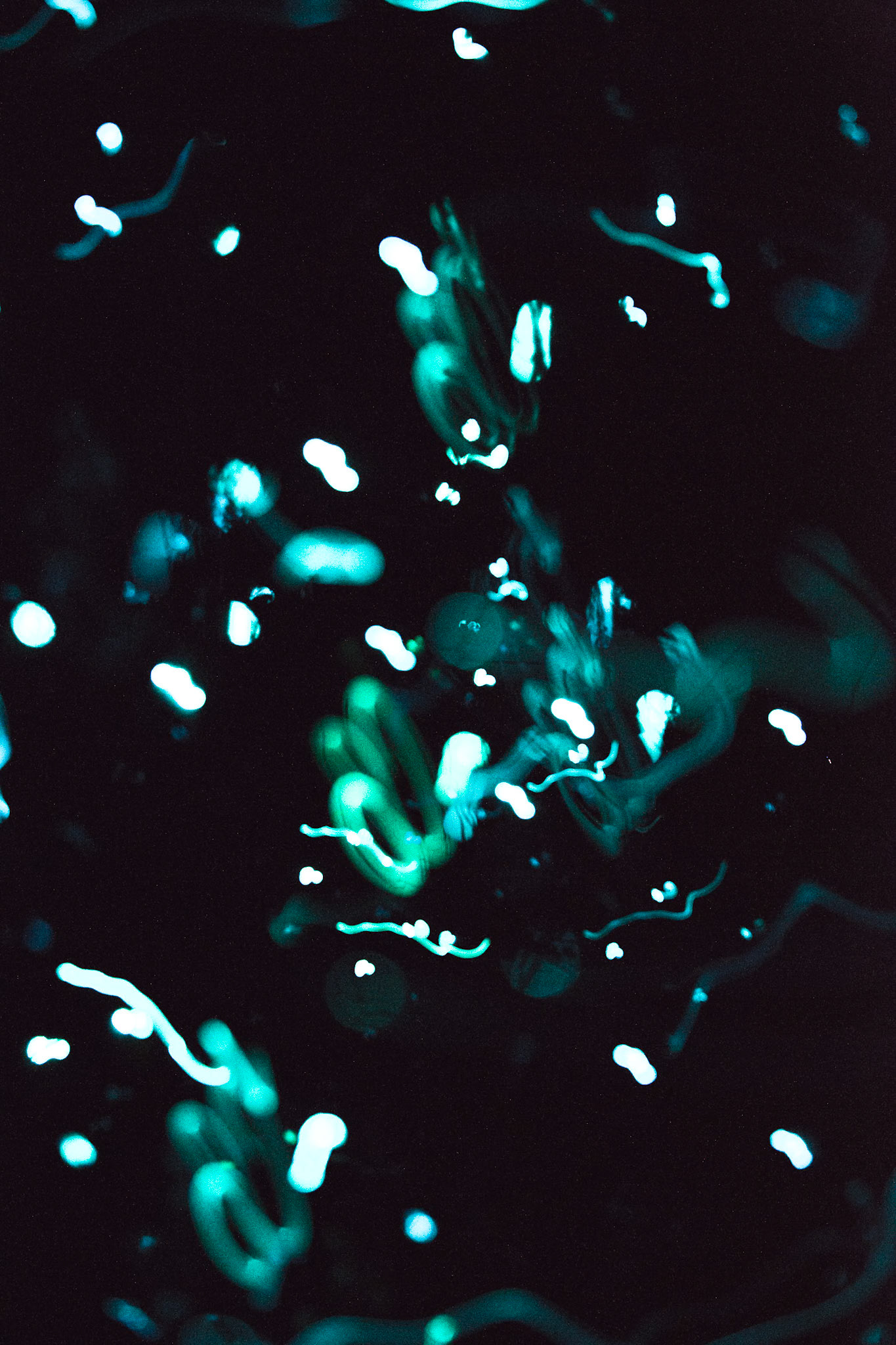Glowworms, Hollyford Track, Pyke Lodge, New Zealand
