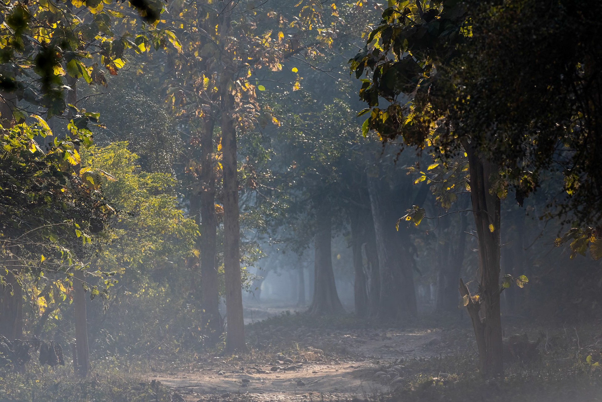Landscape, Corbett Tiger Reserve, India