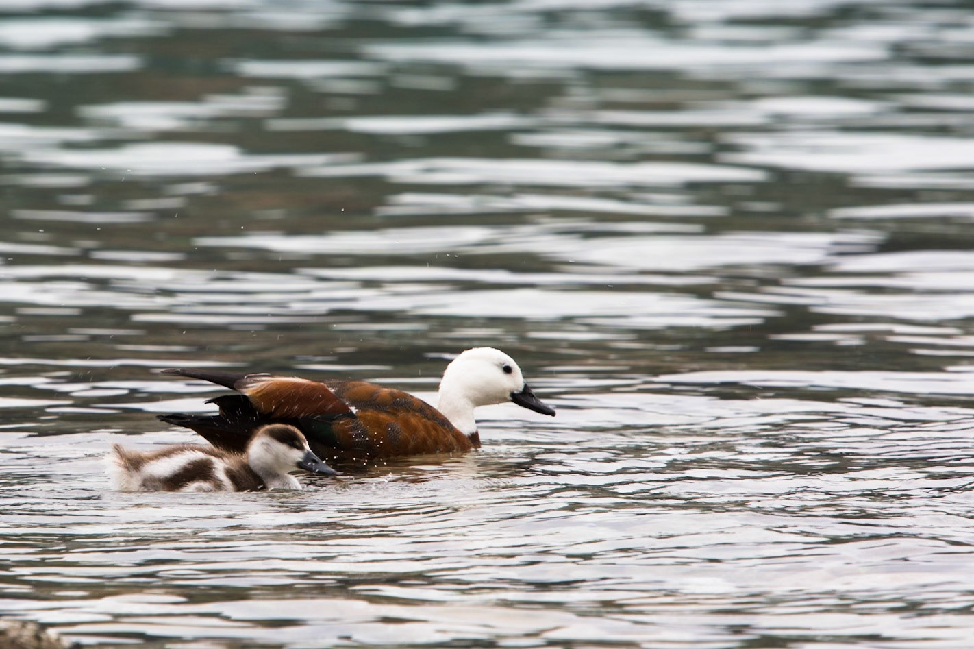 Paradise shelduck, Marlborough Sound, New Zealand