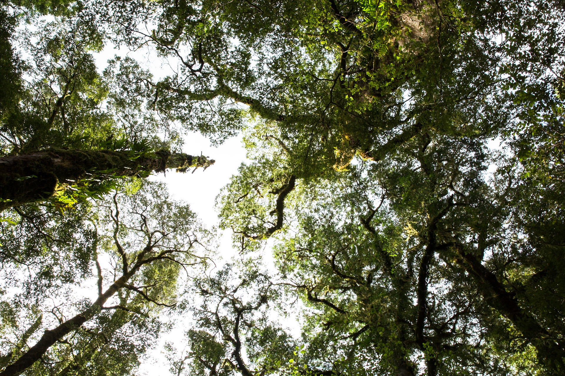 Hollyford Track to Pyke Lodge, New Zealand