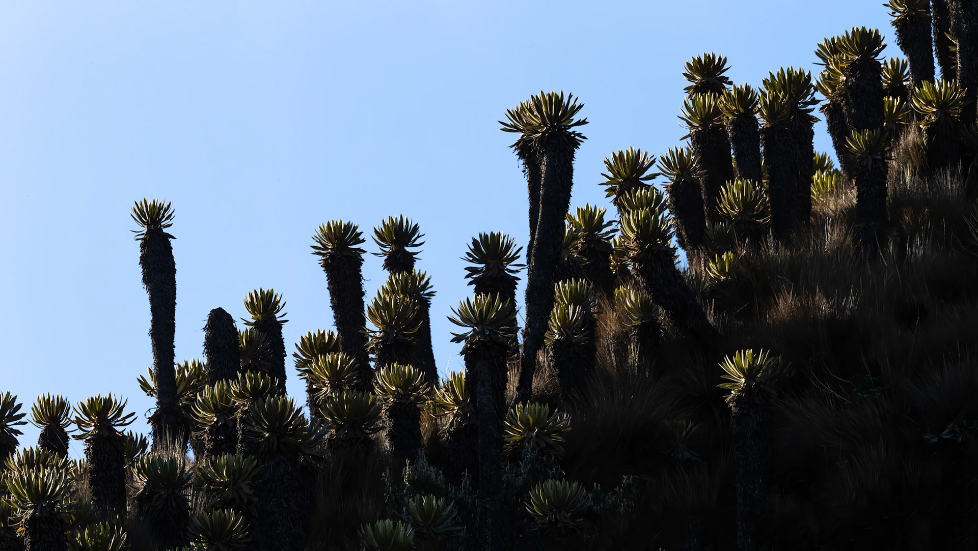 Espeletia, Terminales del Ruiz, Colombia, 2020