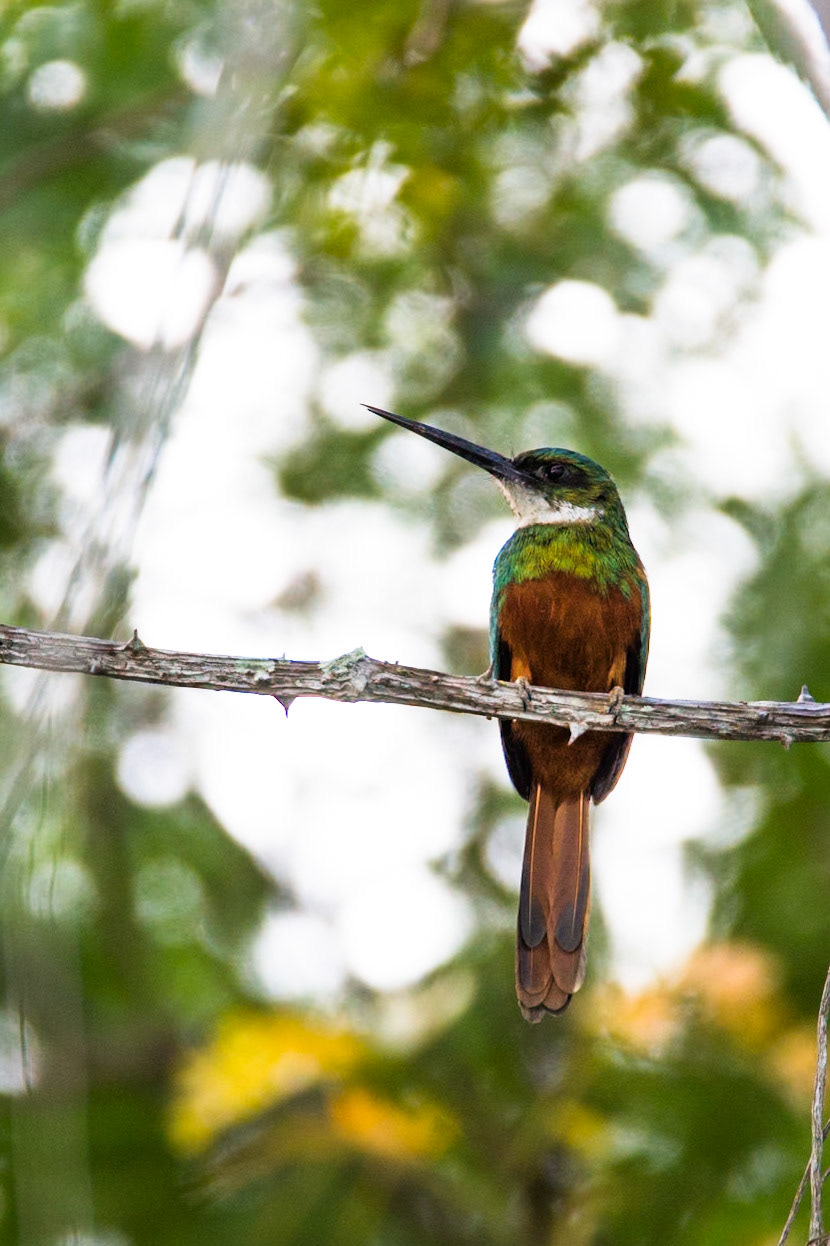 Rufous-tailed jacamar, Porto Jofre, Pantanal, Brazil