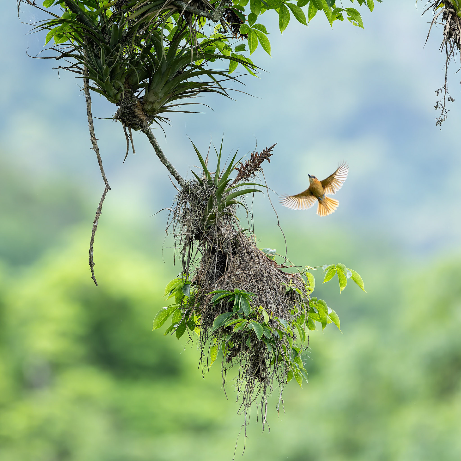 One-coloured becard, Urraca Lodge, Jorupe National Park, Ecuador