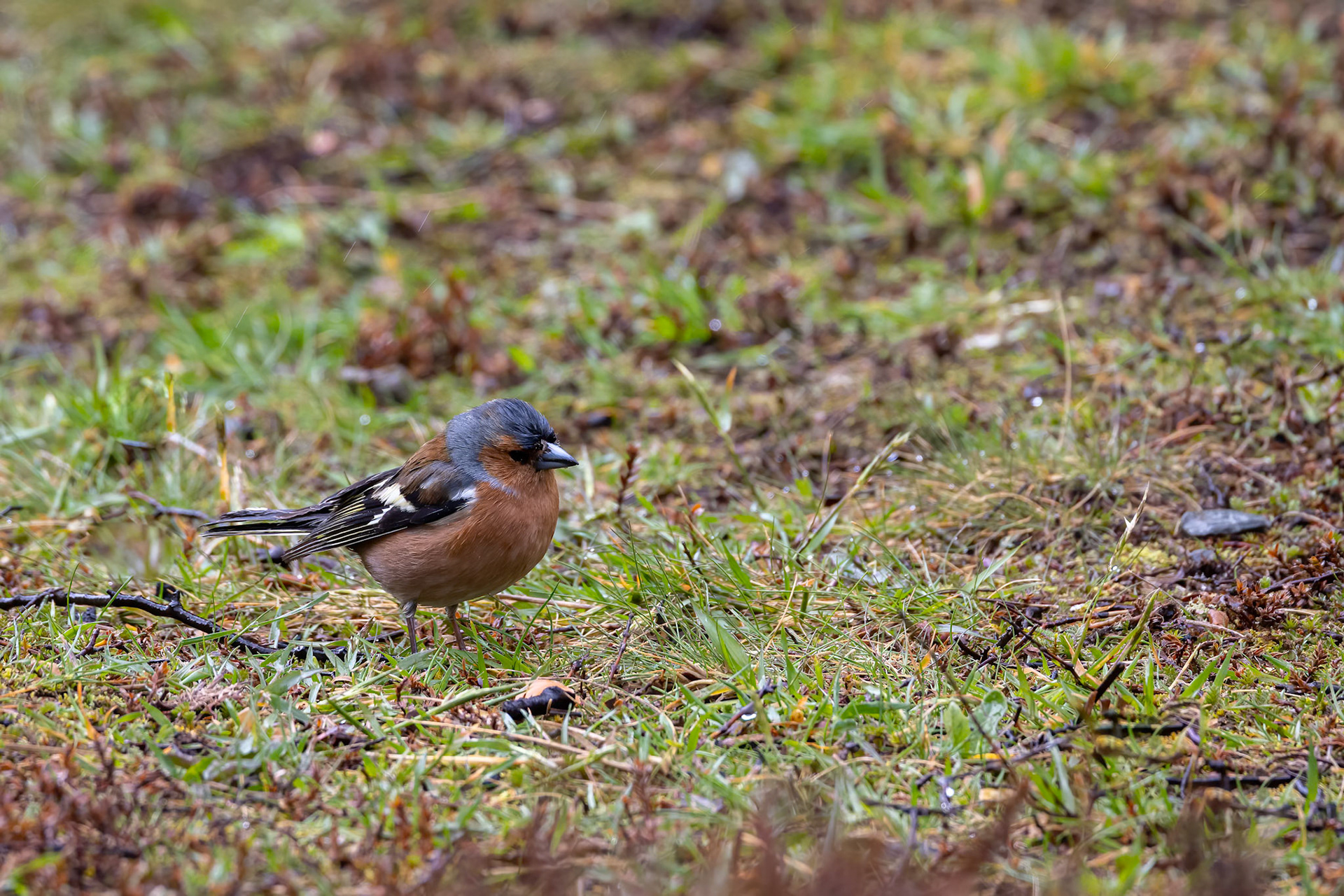 Common chaffinch, Arthur's Pass, New Zealand
