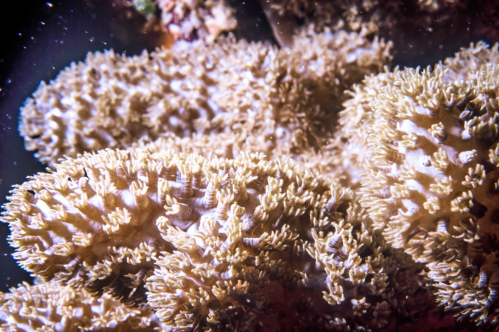 Soft coral, Comores