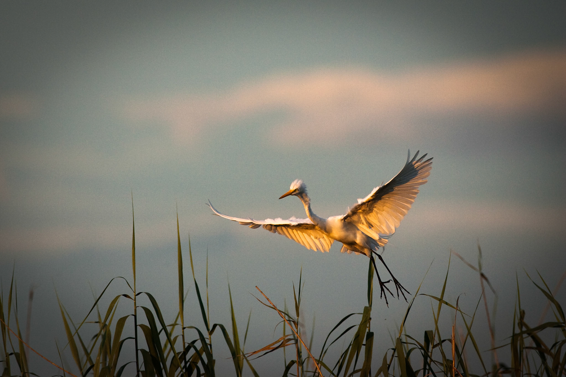 Cattle egret, Caprivi, Namibia