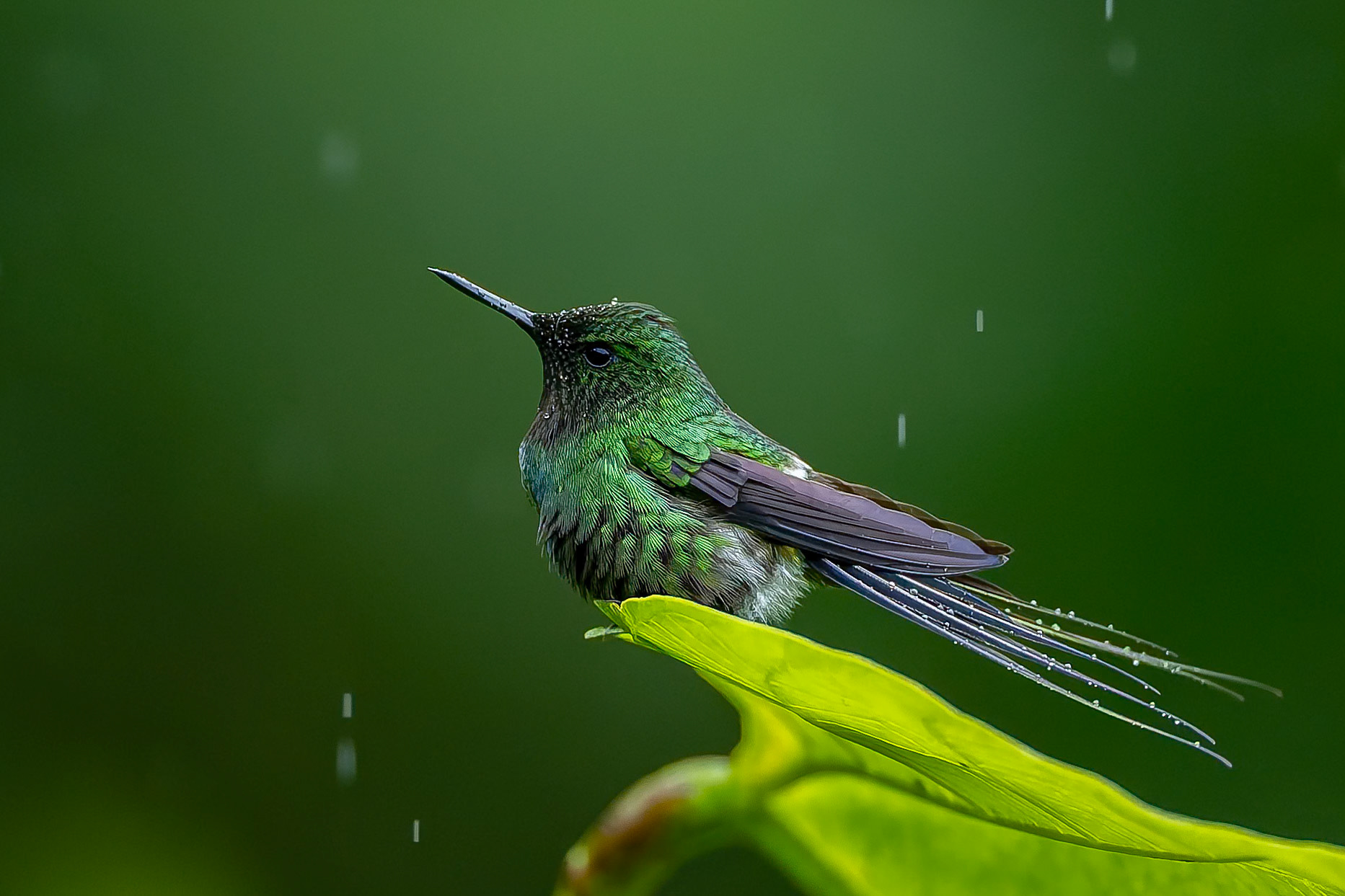 Green thorntail, Umbrella Bird Lodge, Buenaventura Nature Reserve, Ecuador