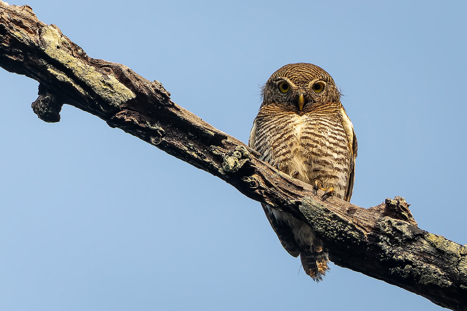 Jungle owlet, Khana, India