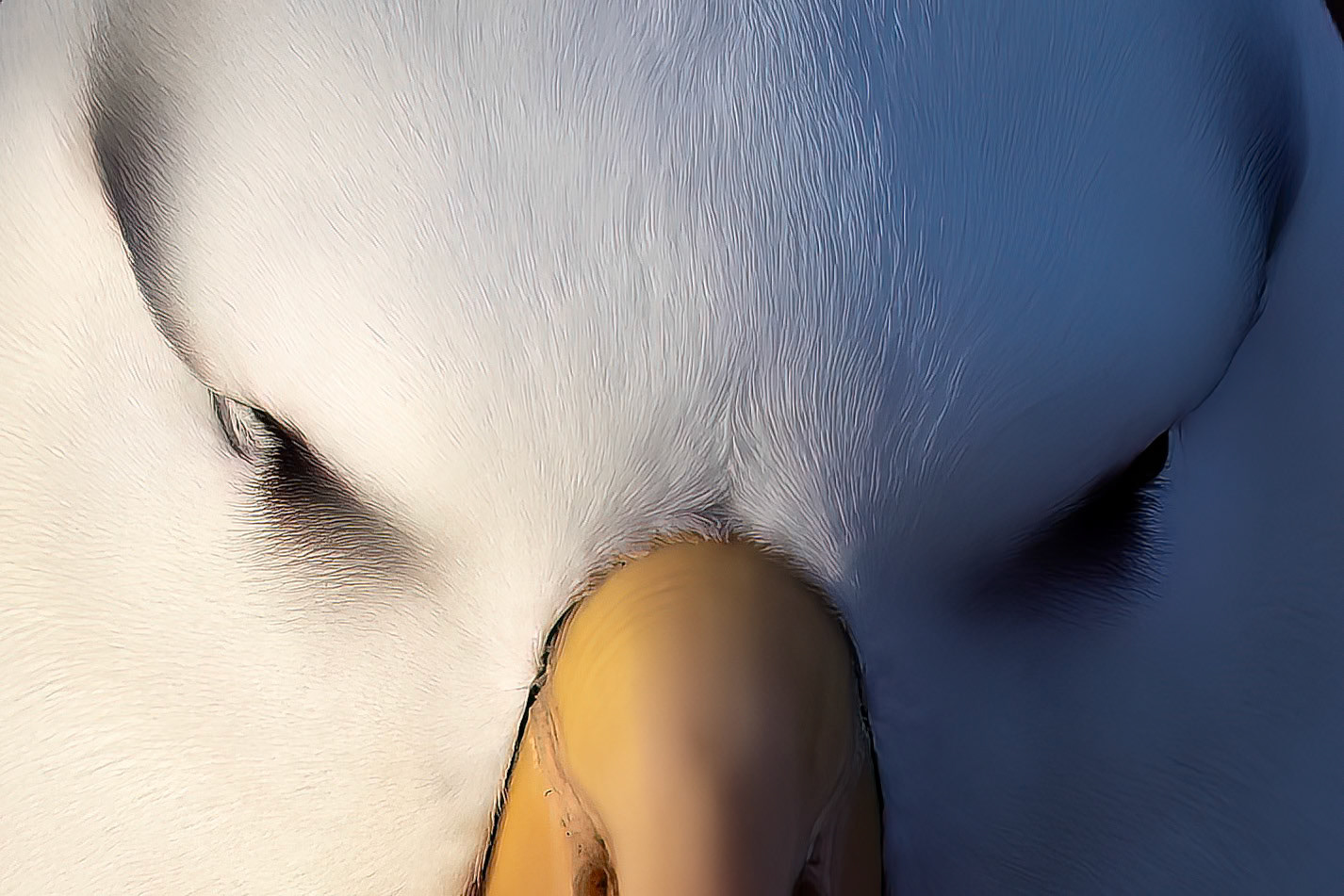 Black-browed albatross, The Settlement, Saunders Island, Falkland Islands