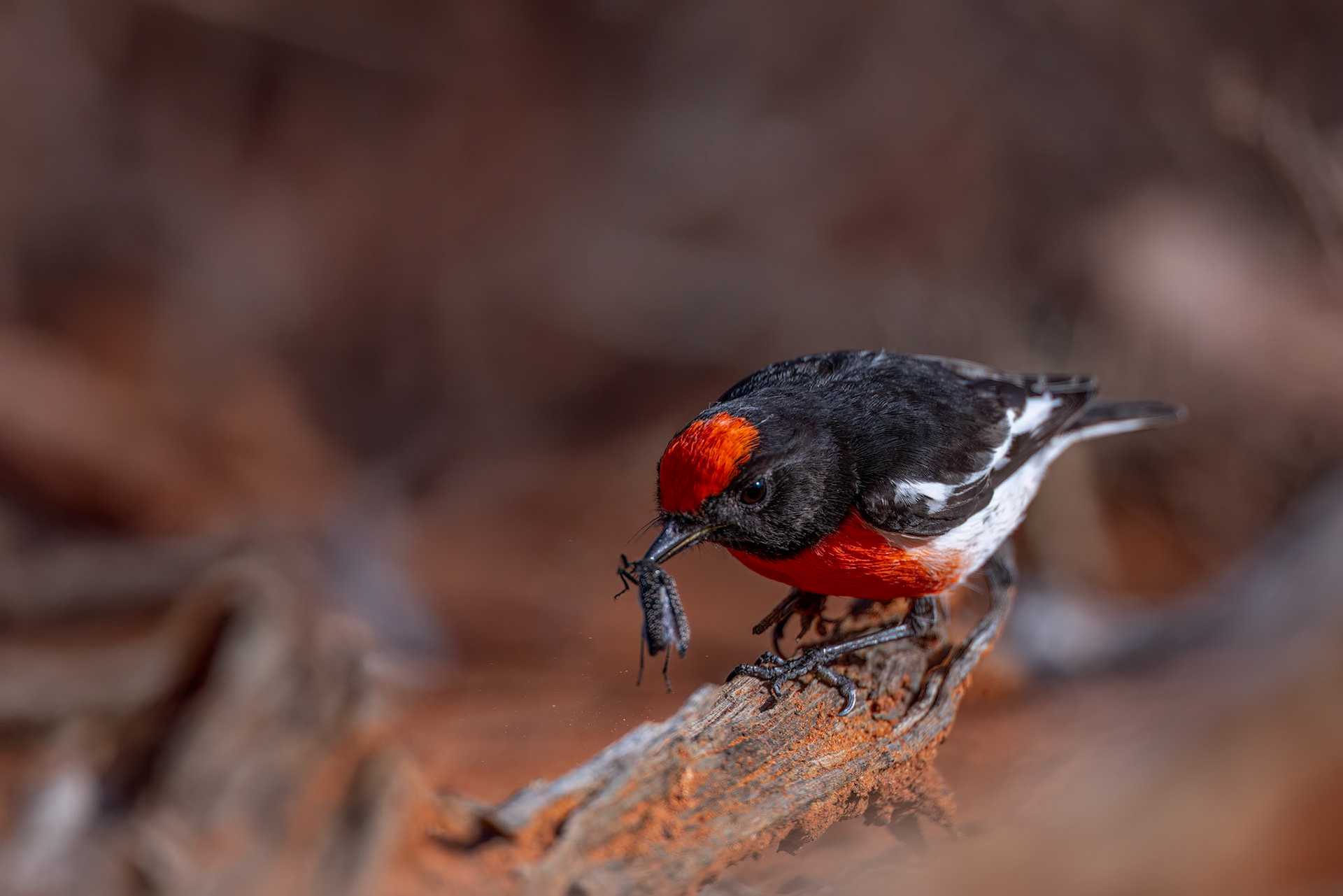 Red-capped robin, Thargomindah to Eulo, Queensland, Australia