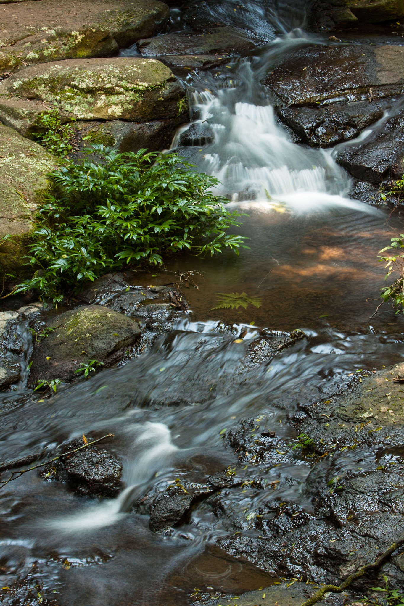 Lamington National Park, Queensland