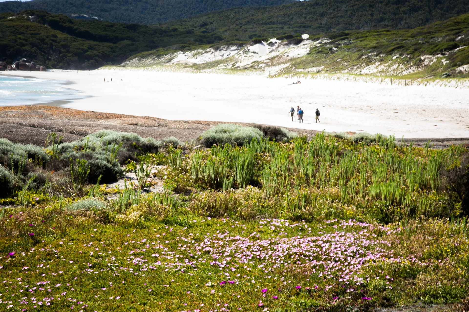 Tuesday am - Darby Saddle via Sparkes Lookout and Lookout Rocks to Tongue Point; and then on to Darby River for lunch.Tuesday pm - Lilly Pilly Gully carpark up to Tidal Overlook and on to Pillar Point then via Squeaky Beach and Picnic Beach to Picnic Beach carpark.