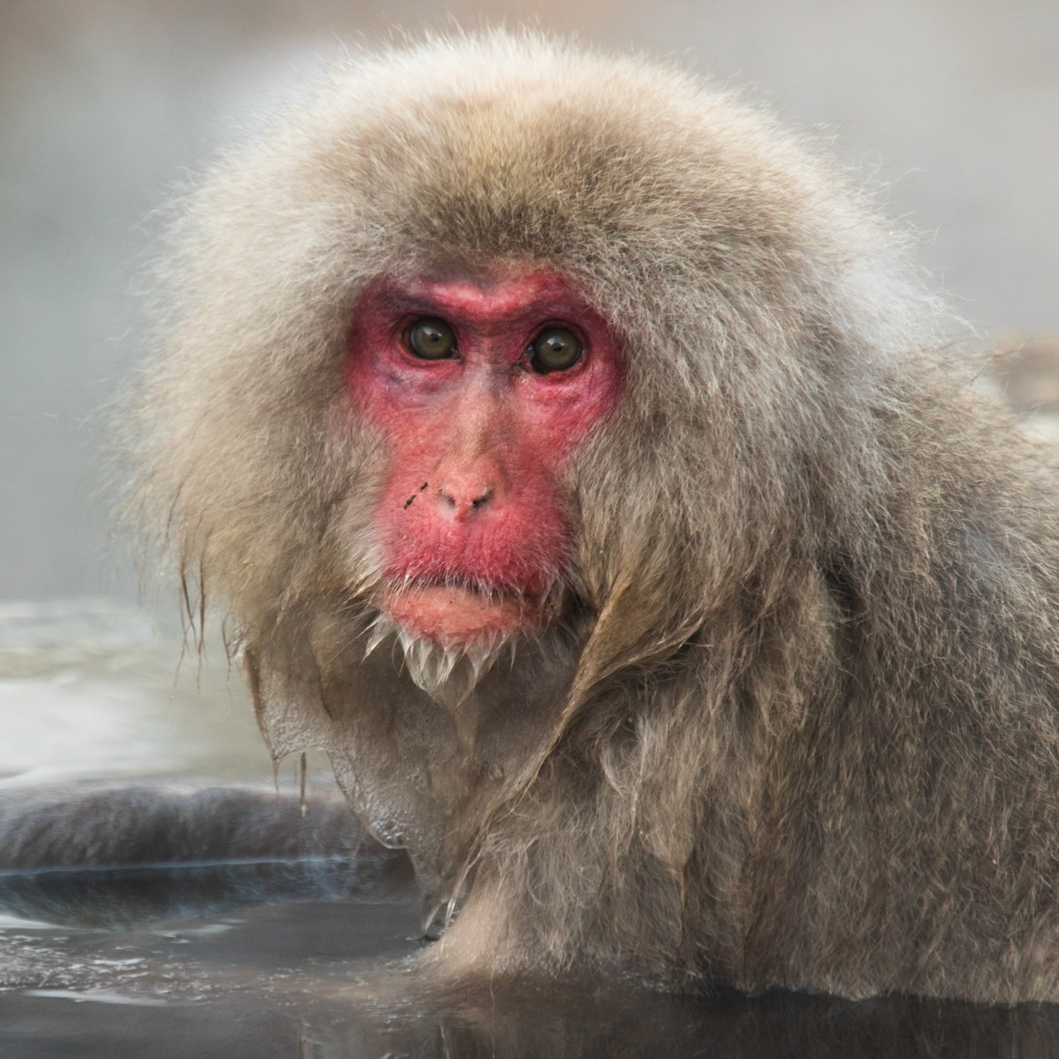 Jigokudani Yaen-Koen, Snow Monkeys, Yudanaka, Japan