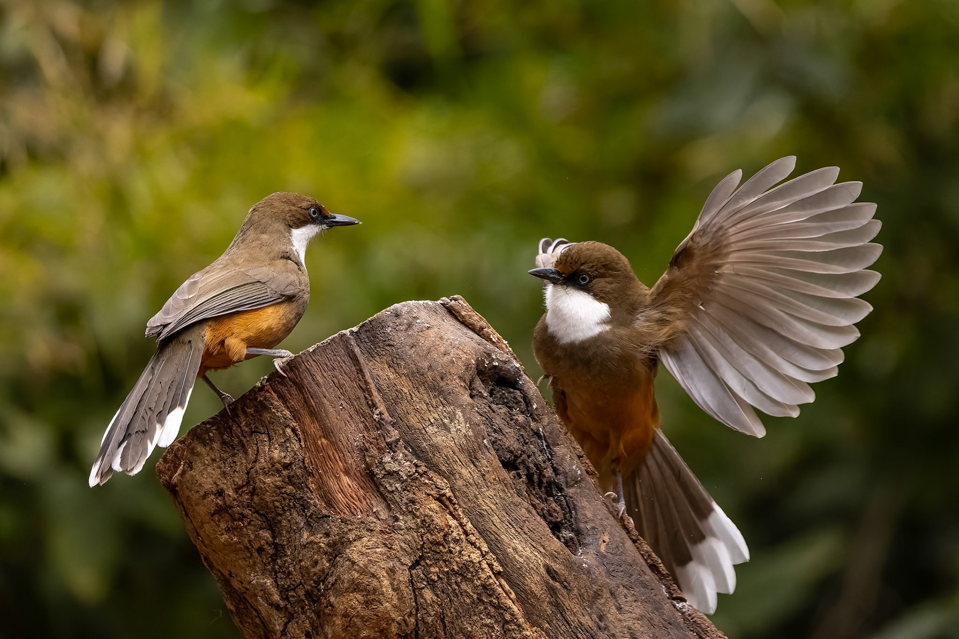 White-throated laughing thrush, Bird's Den, Corbett Tiger Reserve, India