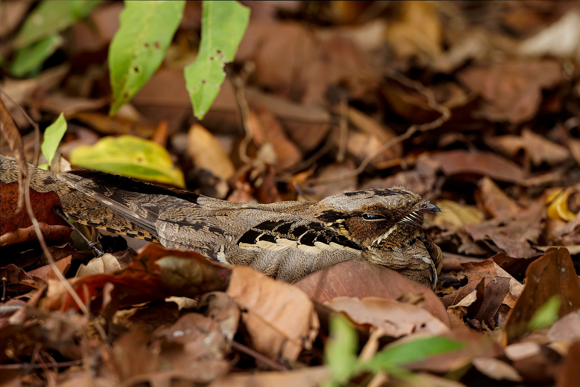 Indian nightjar, Khaeng Krackan National Park, Thailand