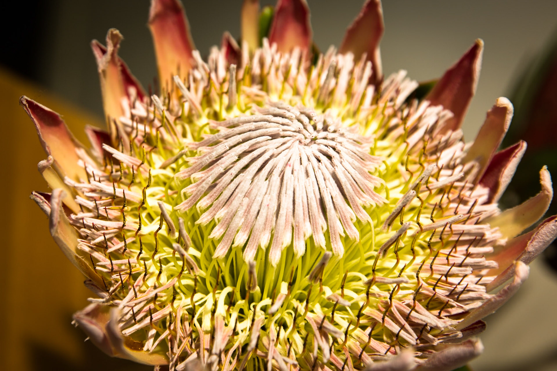 Blue Mountains Botanic Gardens, Mount Tomah