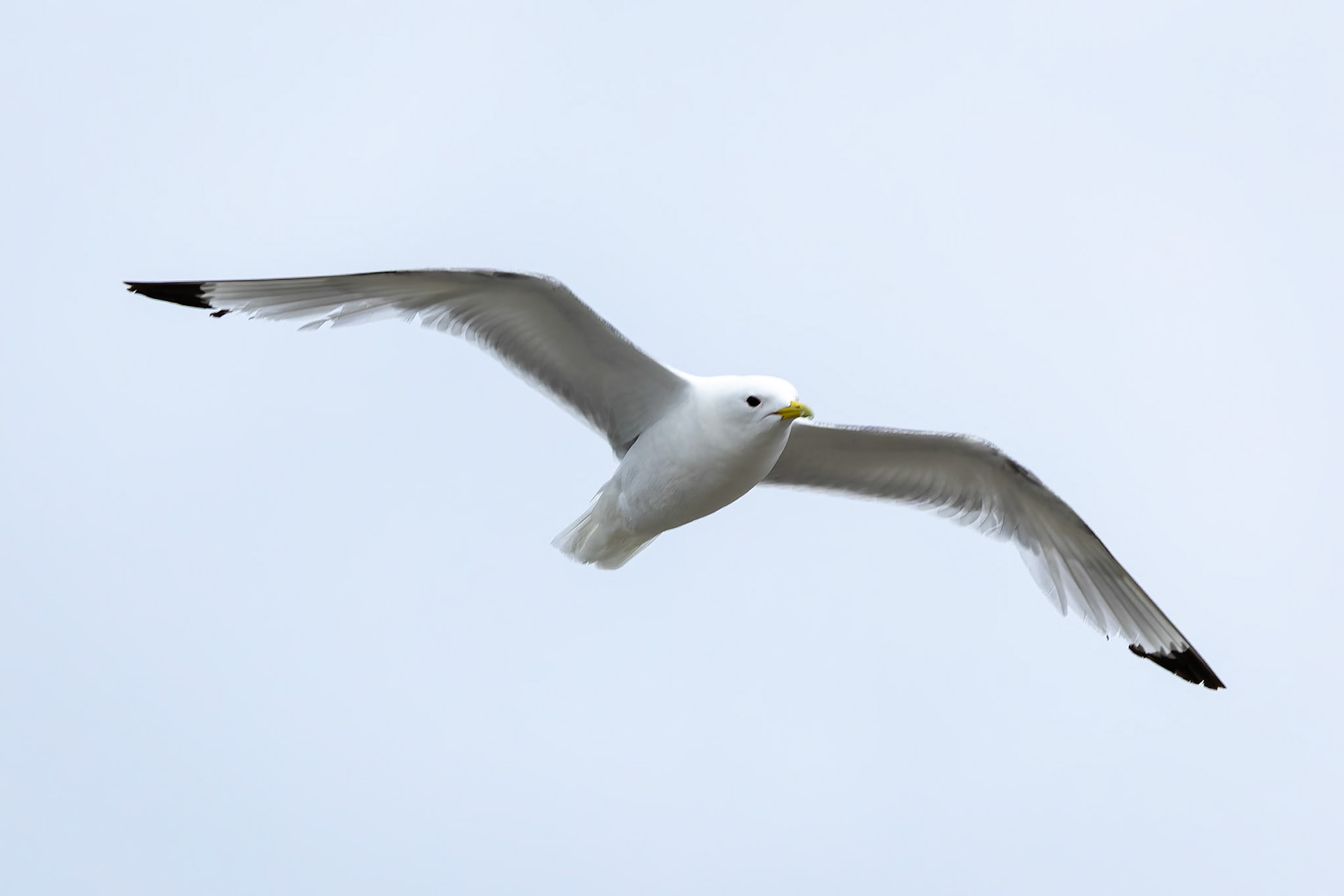 Black-legged kittiwake, Kongsbreen, Svalbard, Norway