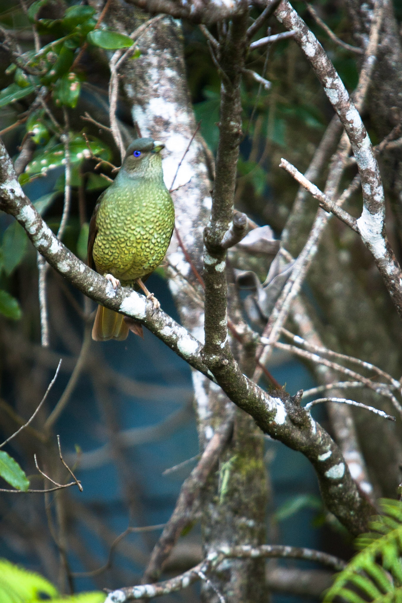 Lamington National Park, Queensland