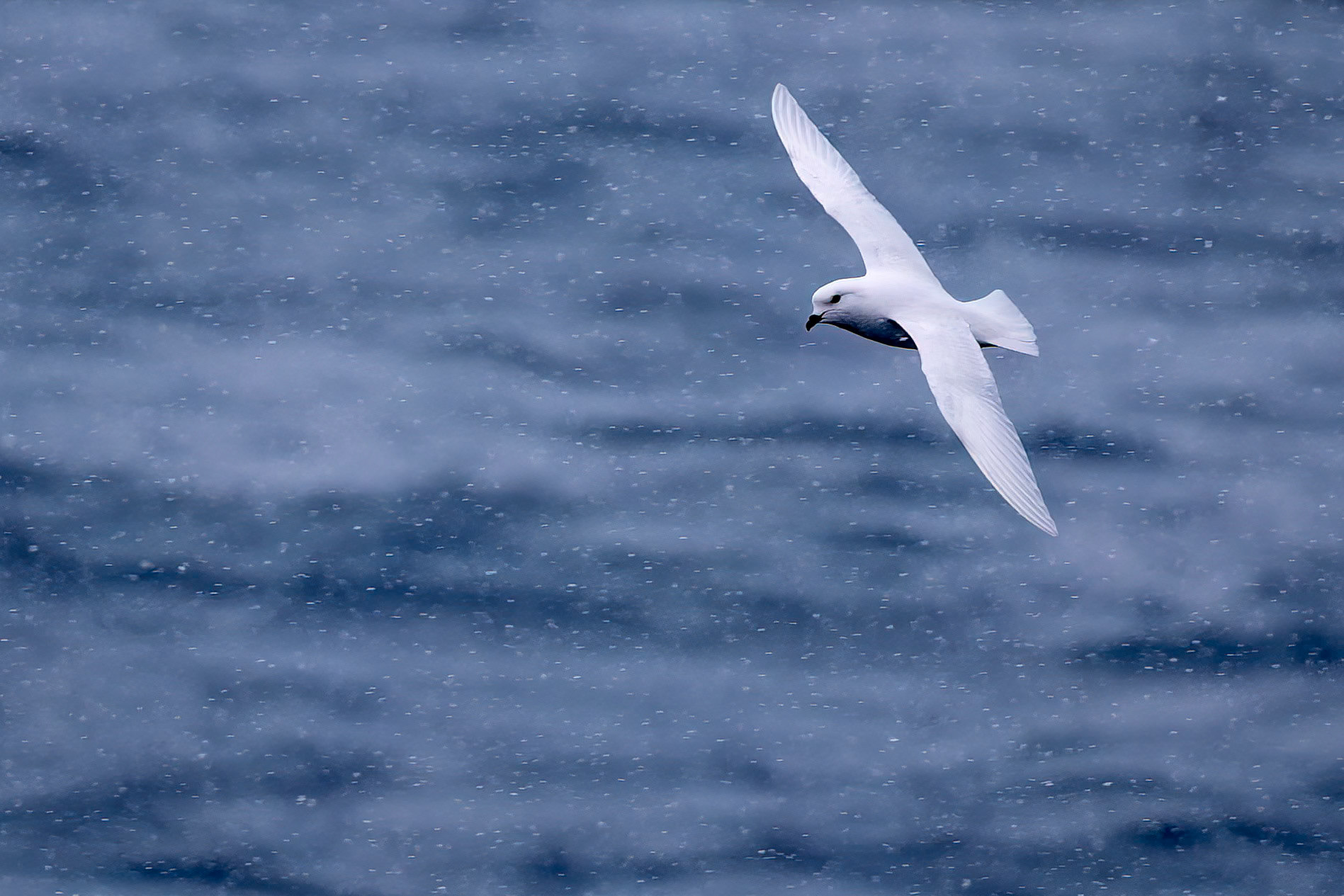 Snow petrel, Gold Harbour, South Georgia